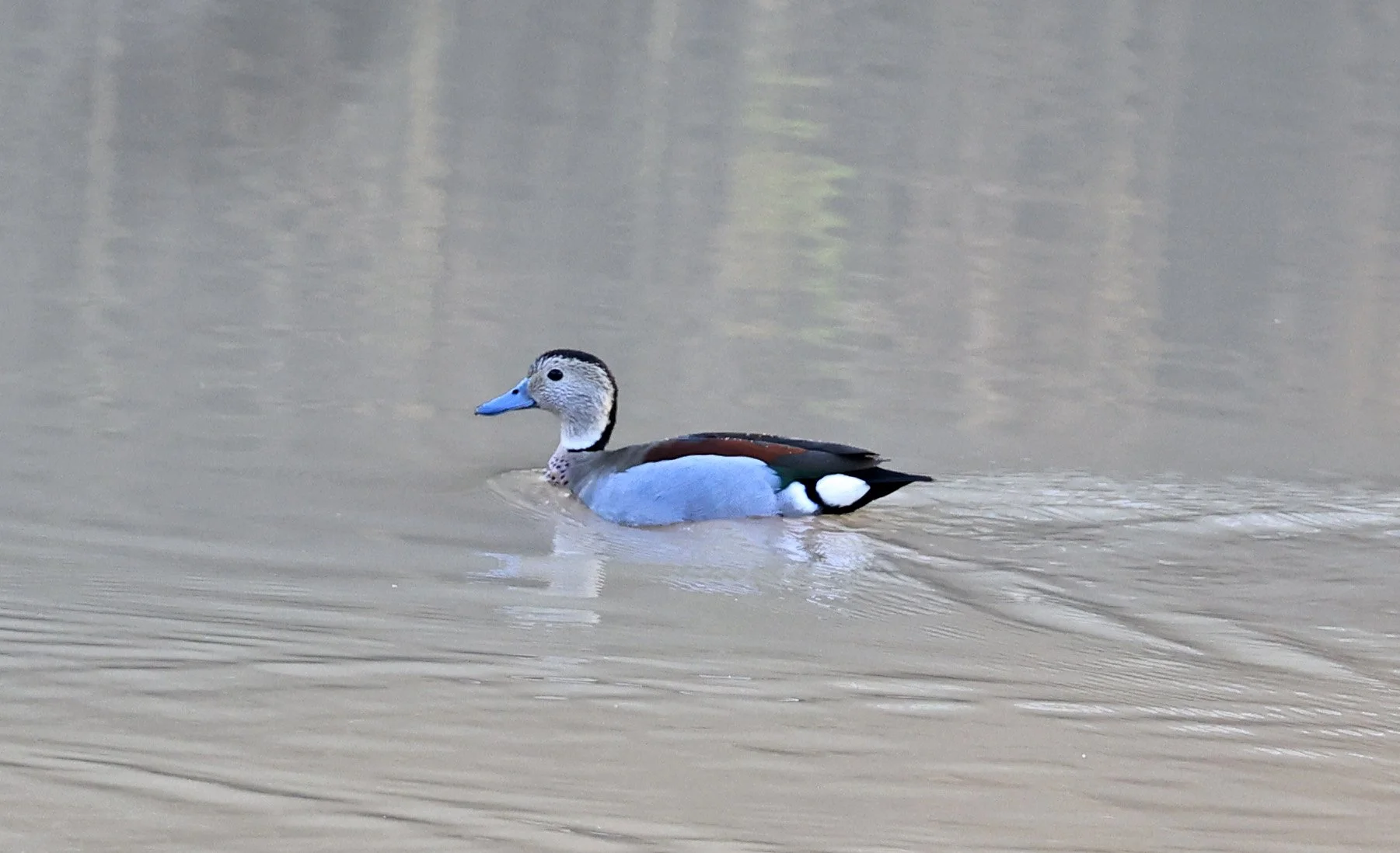 Ringed Teal (Callonetta leucophrys) Hotel Iparoma Campestre Paraguay (6).jpg