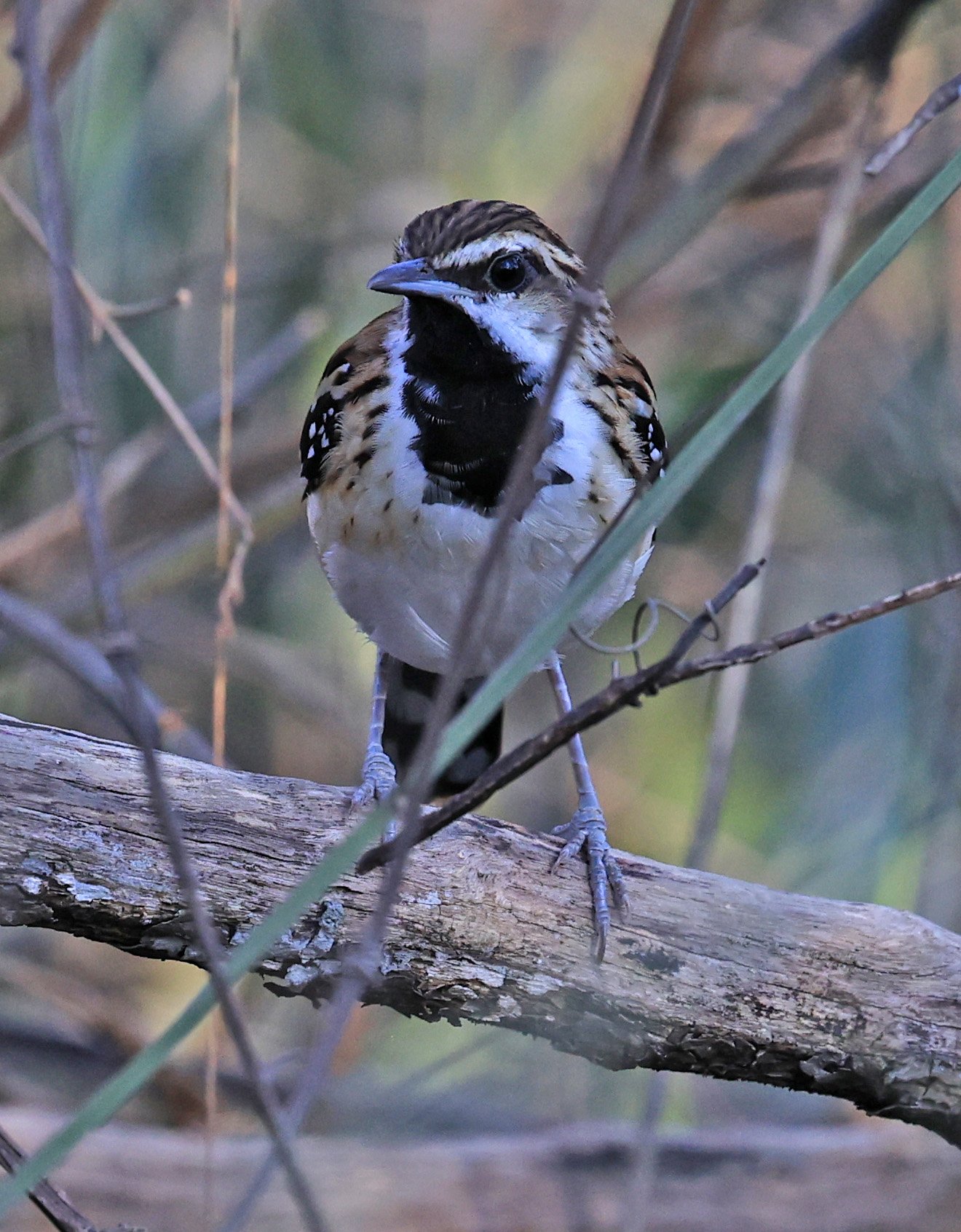 Stripe-backed Antbird (Myrmorchilus strigilatus) Agua Dulce Paraguay (16).jpg