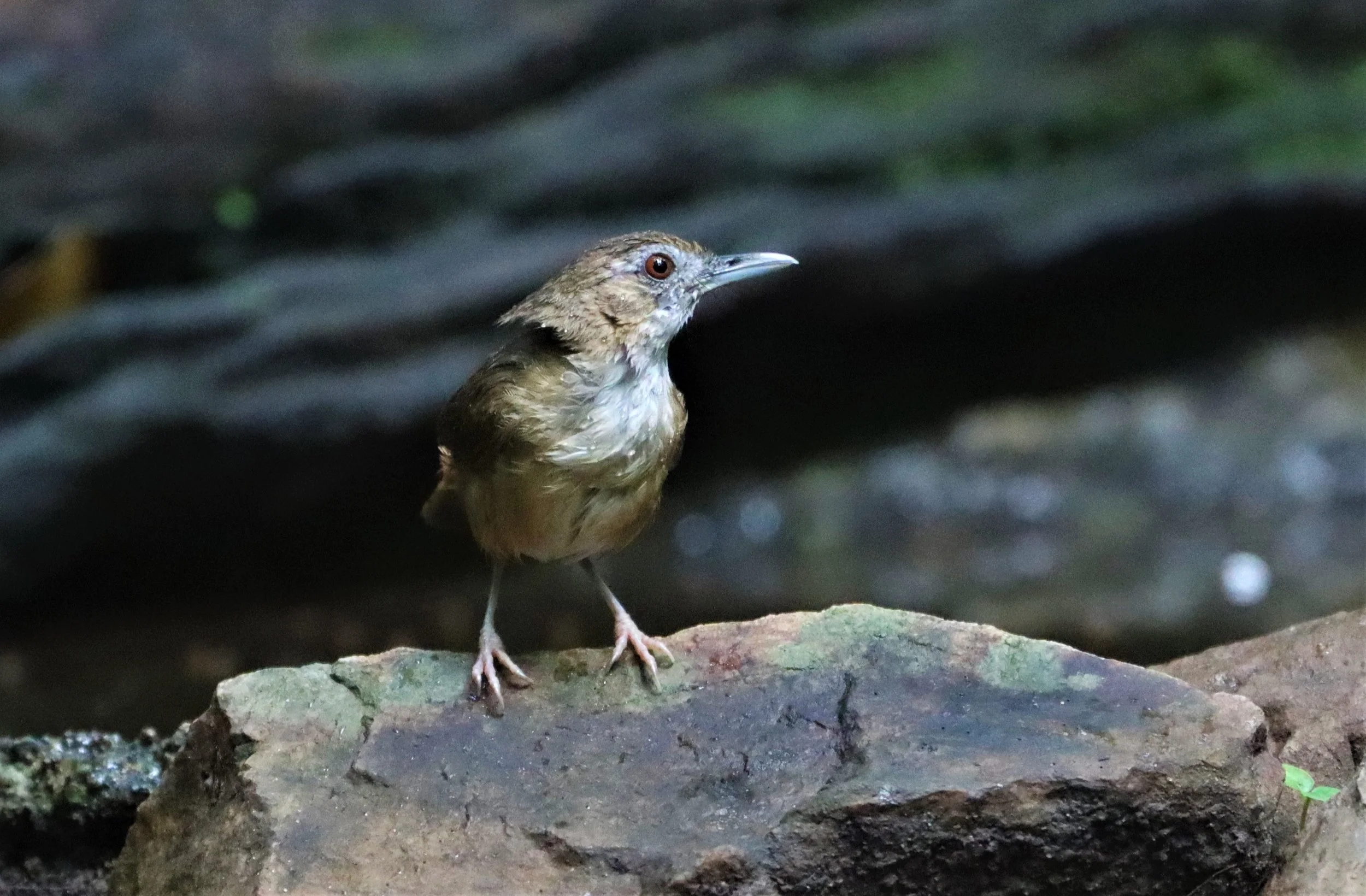 BABBLER - ABBOTT'S BABBLER - Malacocincla abbotti - KAENG KRACHAN LUNG SIN HIDE (12).jpg