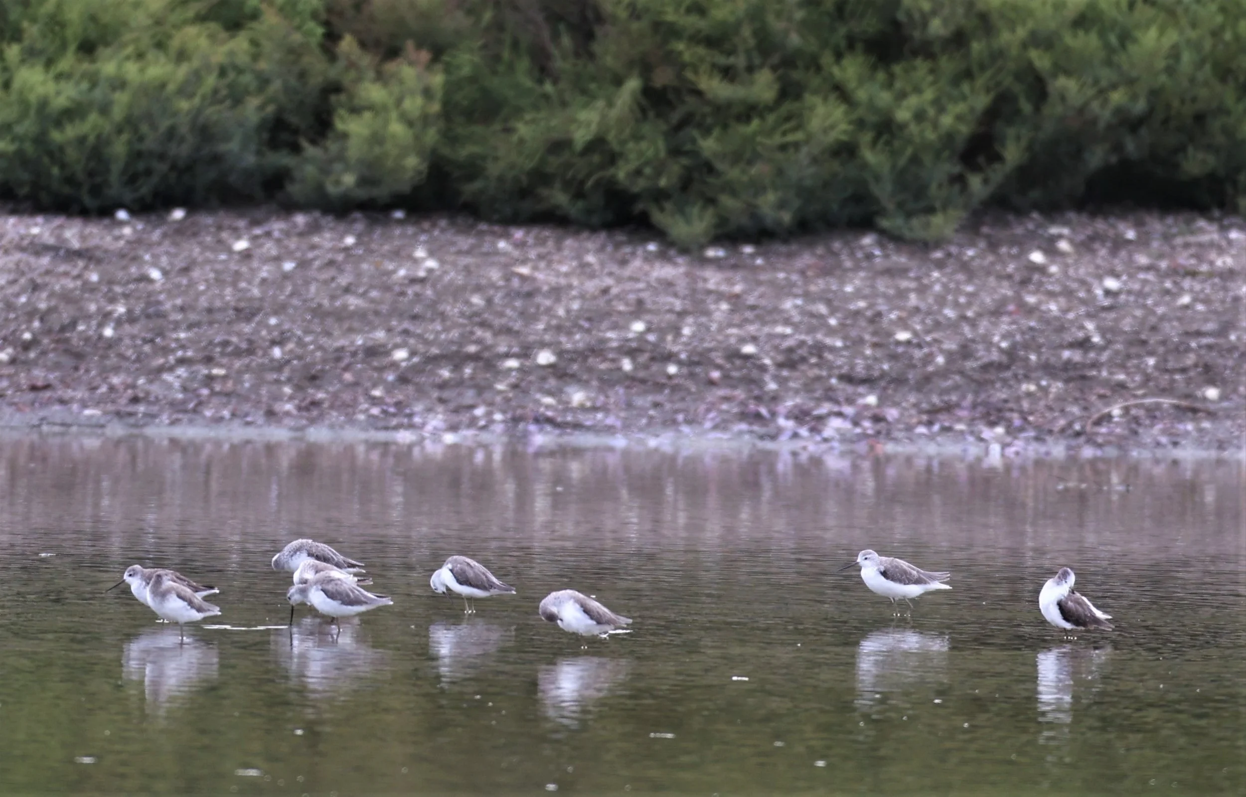 SANDPIPER - MARSH SANDPIPER - Tringa stagnalis - KHOK KHAM MUDFLATS SAMUT SONGKRAN (5).jpg