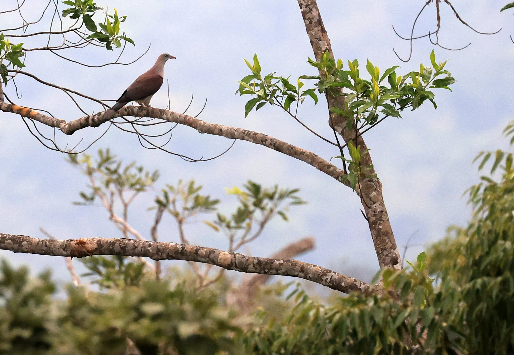 Mountain Imperial Pigeon (Ducula badia) Khao Yai National Park Feb 2026 Day 2 (18).jpg