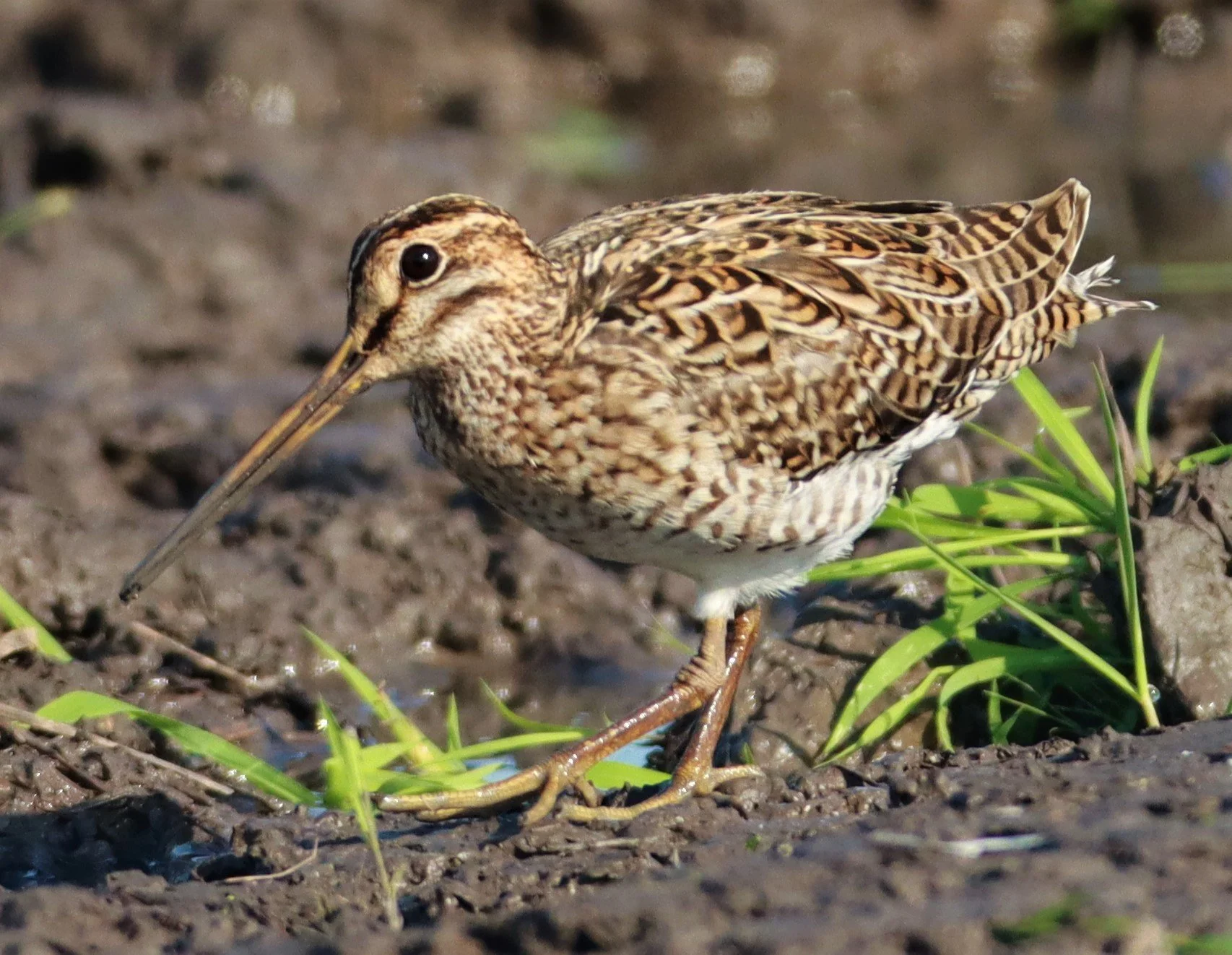 SNIPE - PINTAIL SNIPE - Gallinago stenura - PATHUM THANI RICE RESEARCH CENTER AUGUST 24 2021 (131).jpg