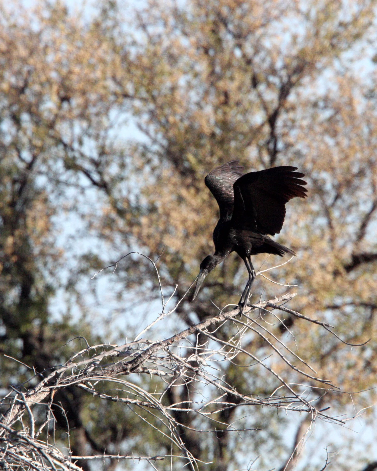 STORK - AFRICAN OPENBILL STORK - Anastomus lamelligerus - CHOBE NATIONAL PARK BOTSWANA (8).JPG
