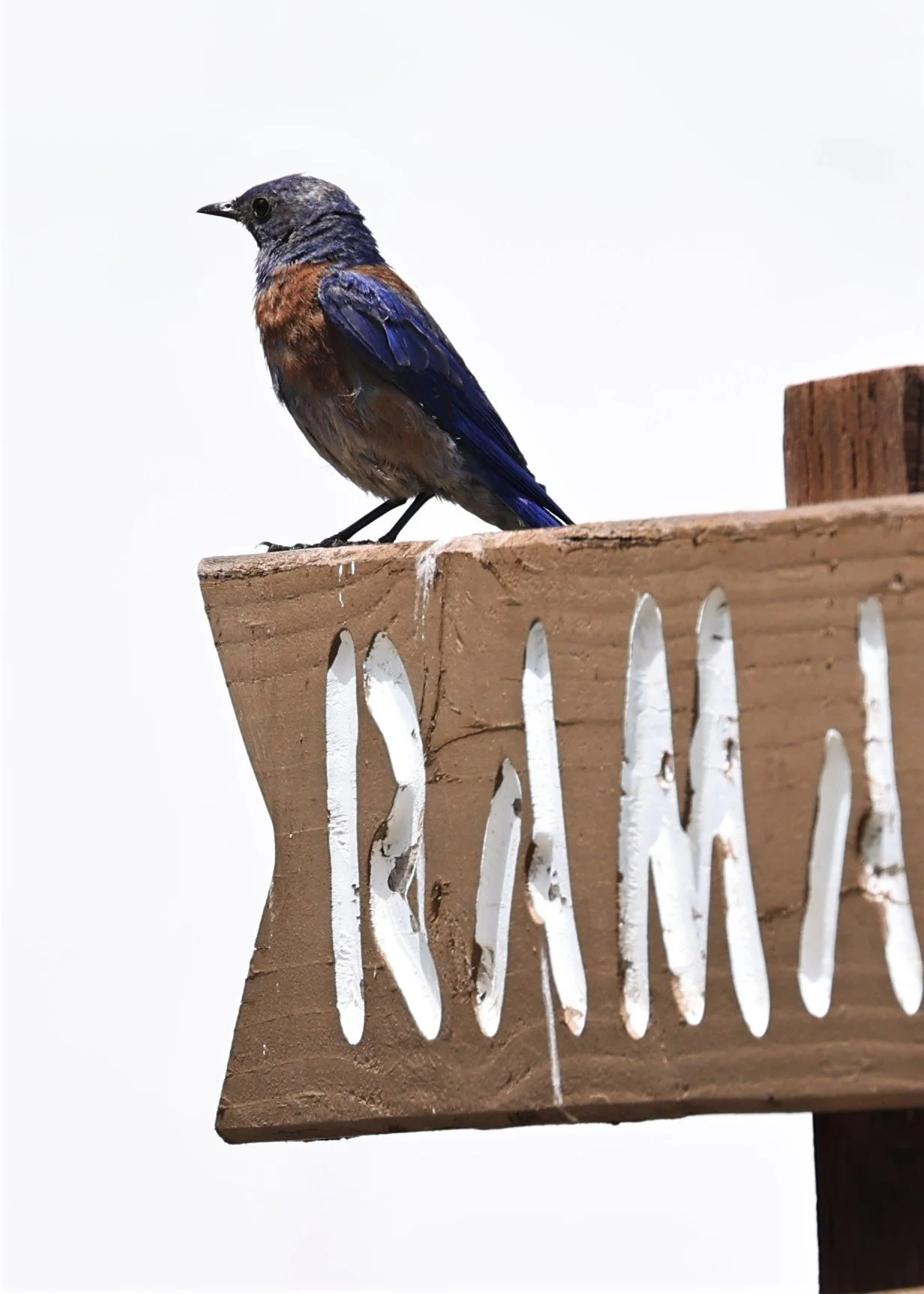 Western Bluebird (Sialia mexicana) Flagstaff Arboretum Arizona (4).jpg