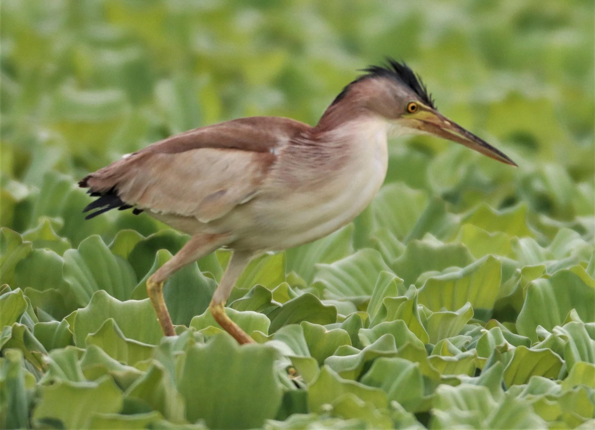 BITTERN - YELLOW BITTERN - Ixobrychus sinensis - KHON KAEN SEWAGE TREATMENT PLANT KHON KAEN UNIVERSITY  (49).jpg