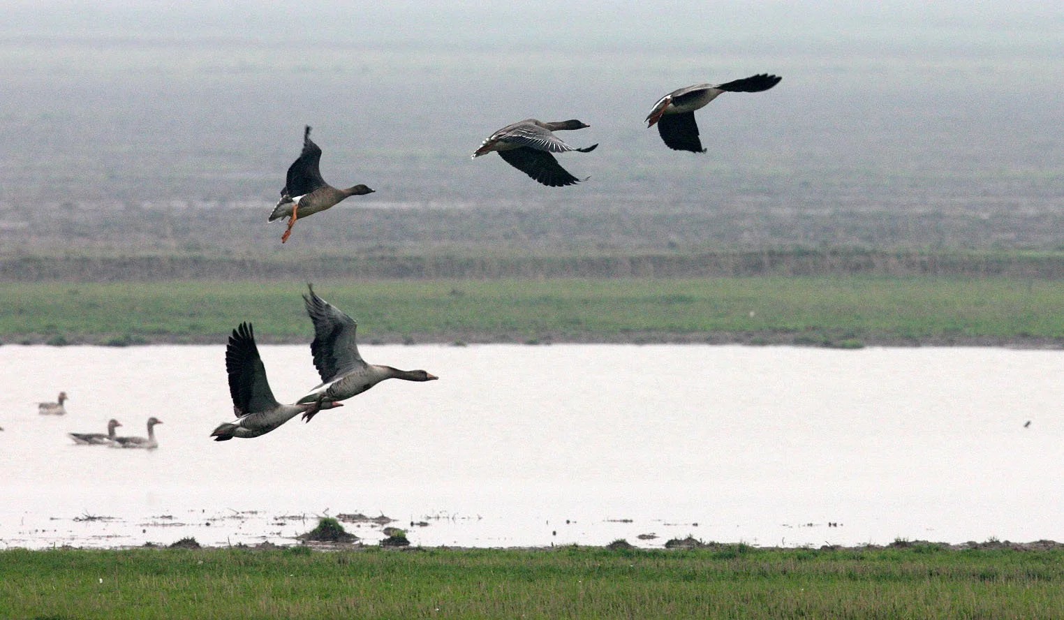 BIRD - GOOSE - BEAN GOOSE - ANSER FABALIS WITH GREYLAG GOOSE - ANSER ANSER - NANJI HILL RESERVE POYANG LAKE, JIANGXI PROVINCE, CHINA (17).JPG