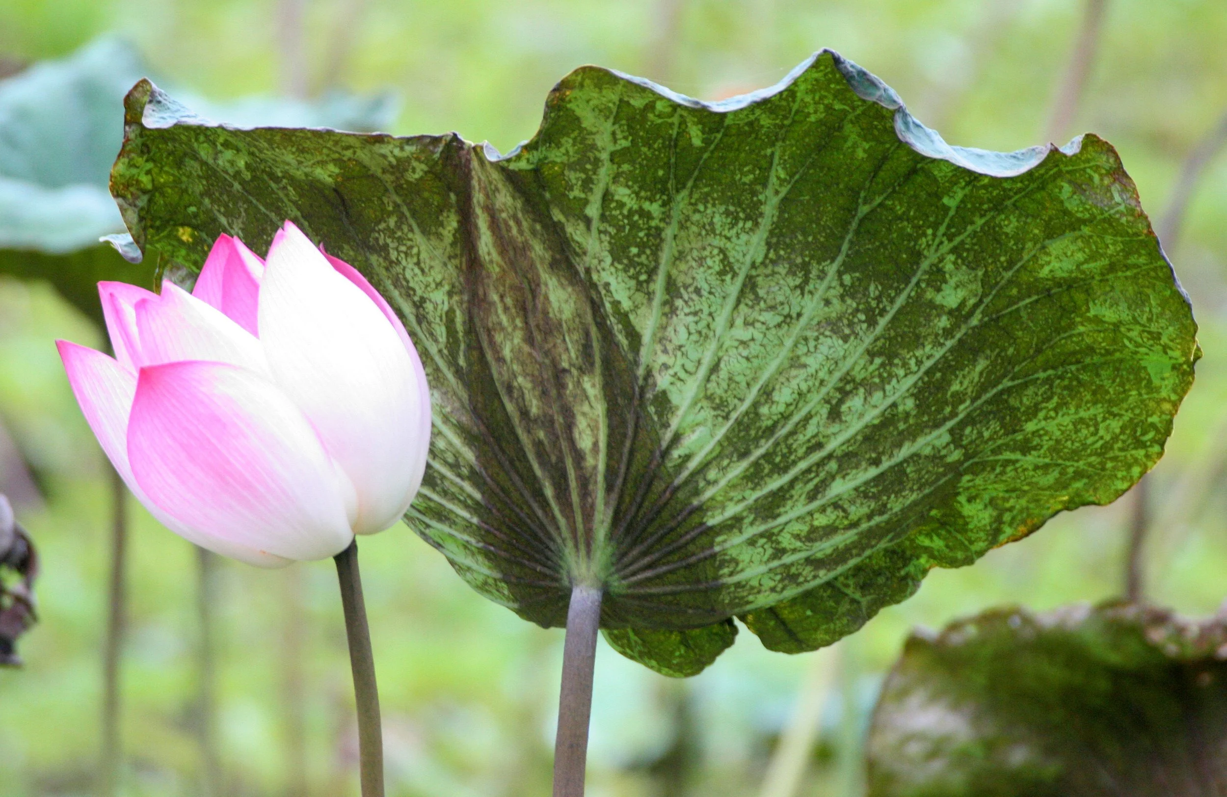 BUENG BORAPHET THAILAND - LOTUS PLANTS (2).JPG