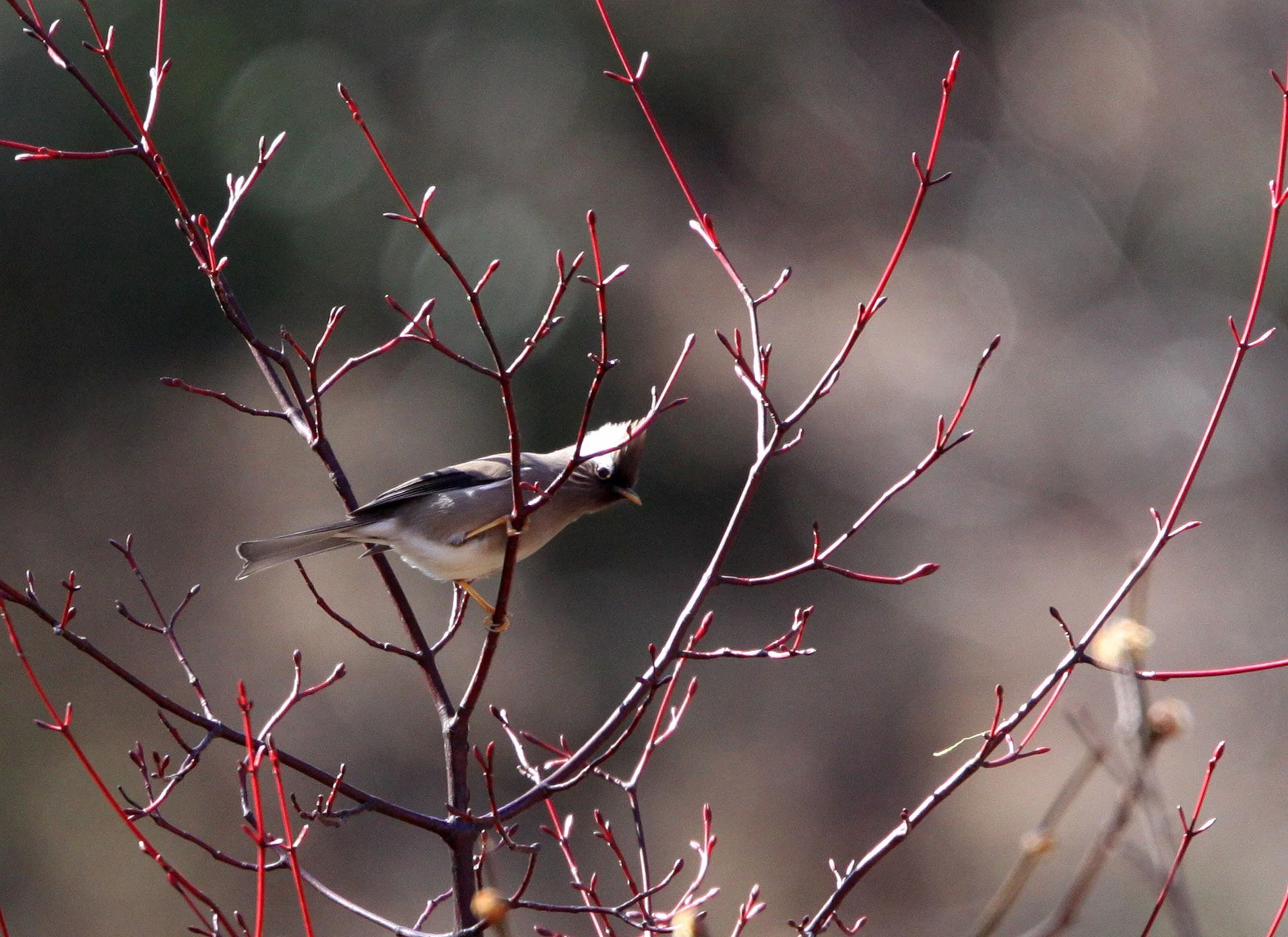 White-collared Yuhina (Parayuhina diademata) Baima Snow Mountain, Yunnan China (3).JPG