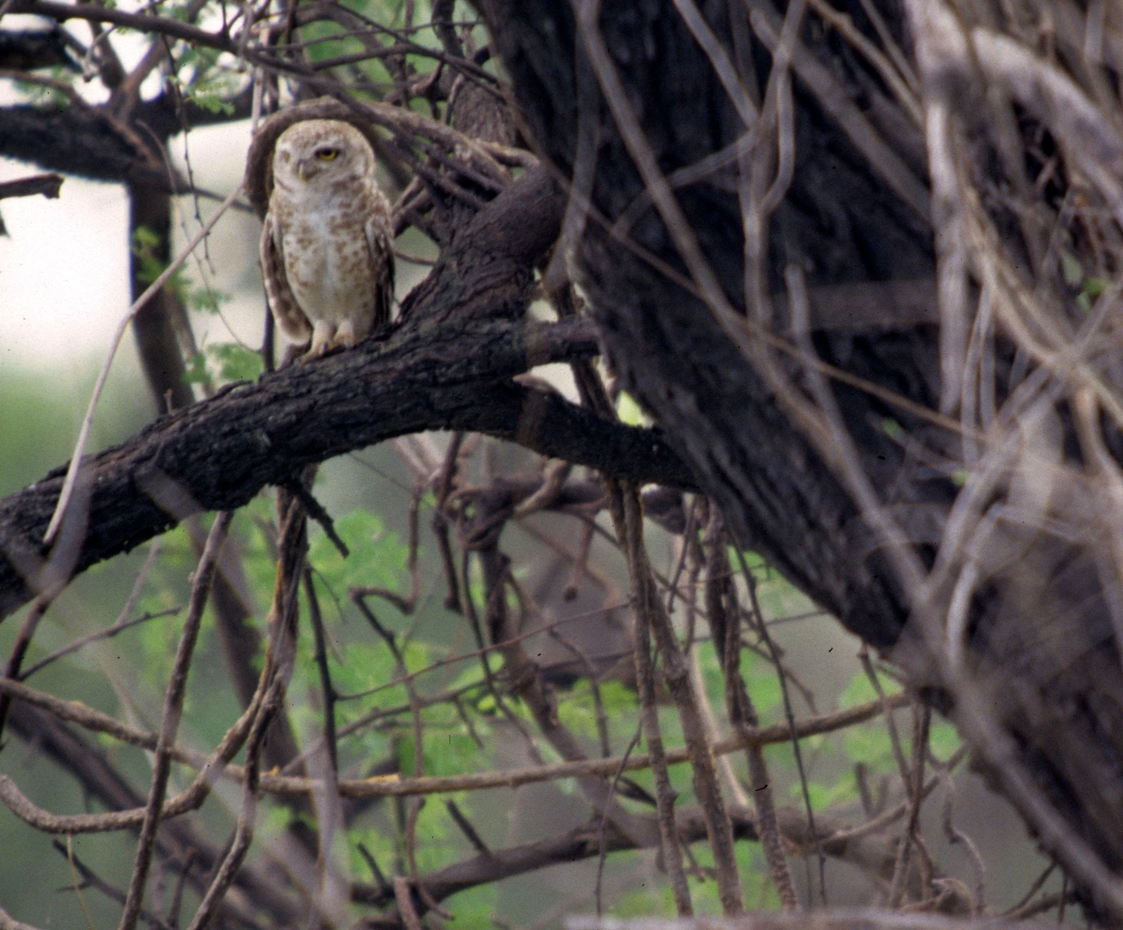 BIRD - OWL - SPOTTED OWLET - CHITWAN NEPAL C.jpg