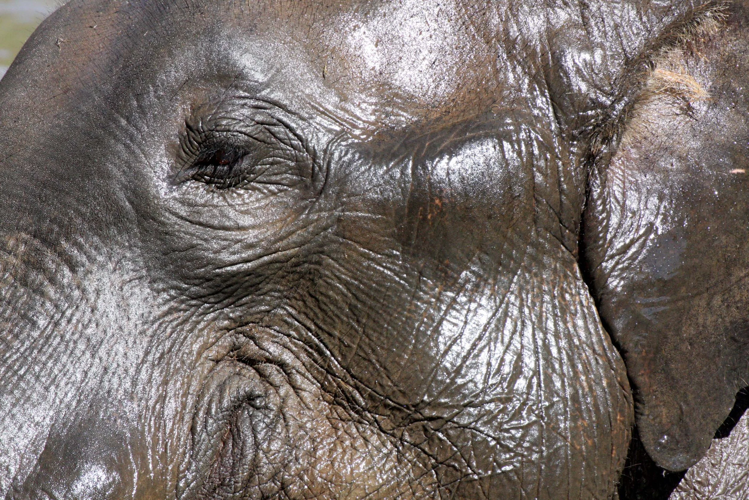 2008 Lampang City & Elephant Center (107).JPG