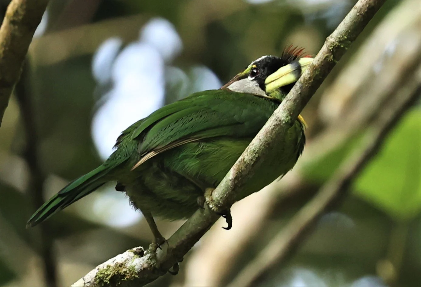 Psilopogon pyrolophus - FIRE-TUFTED BARBET - FRASER'S HILL, MALAYSIA JUNE 2022 (12).jpg