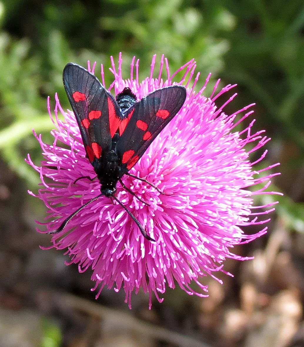 Family Zygaenidae - Burnets or Forester Moths