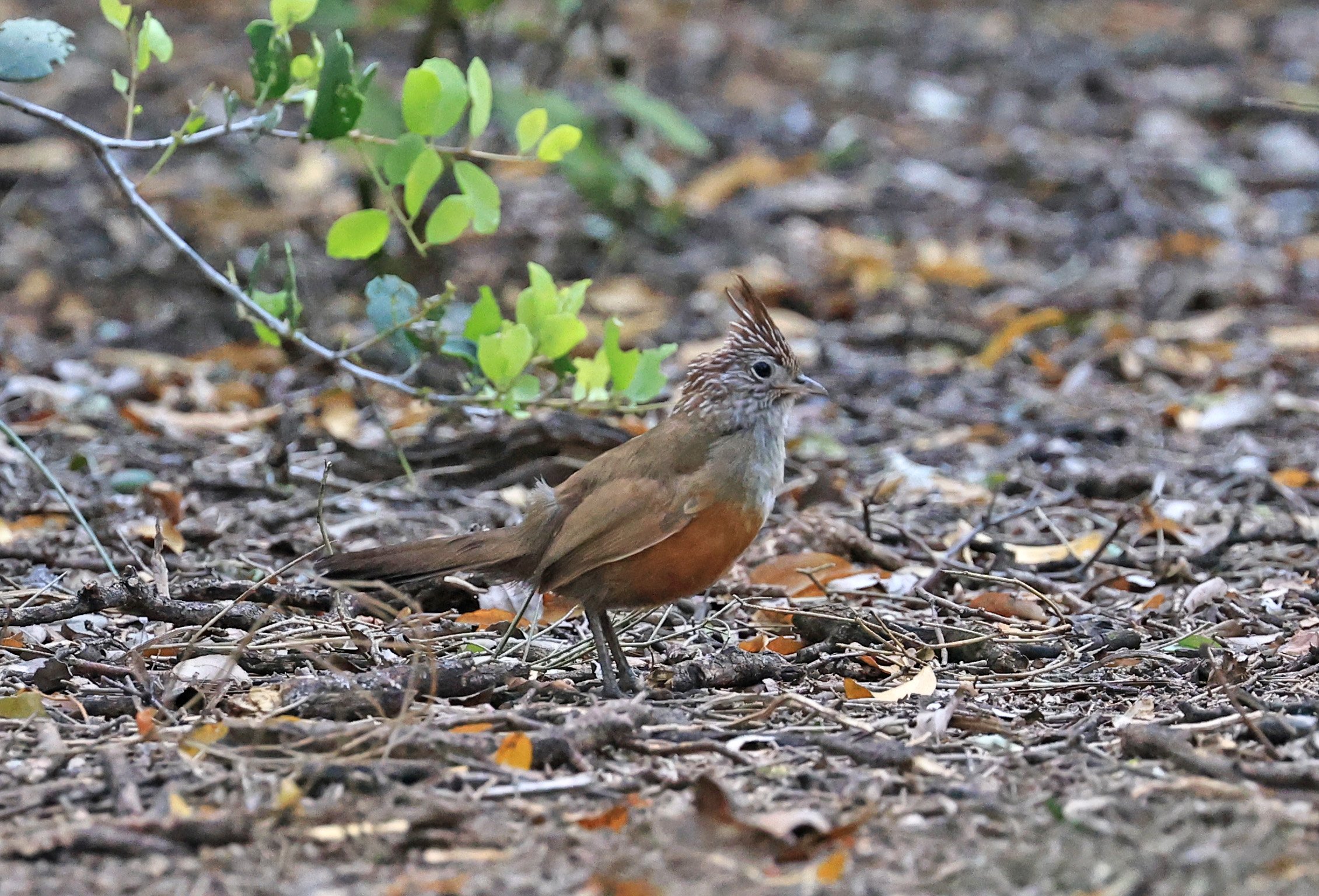 Crested Gallito (Rhinocrypta lanceolata) Chaco Lodge & Laguna Salada Paraguay (7).jpg