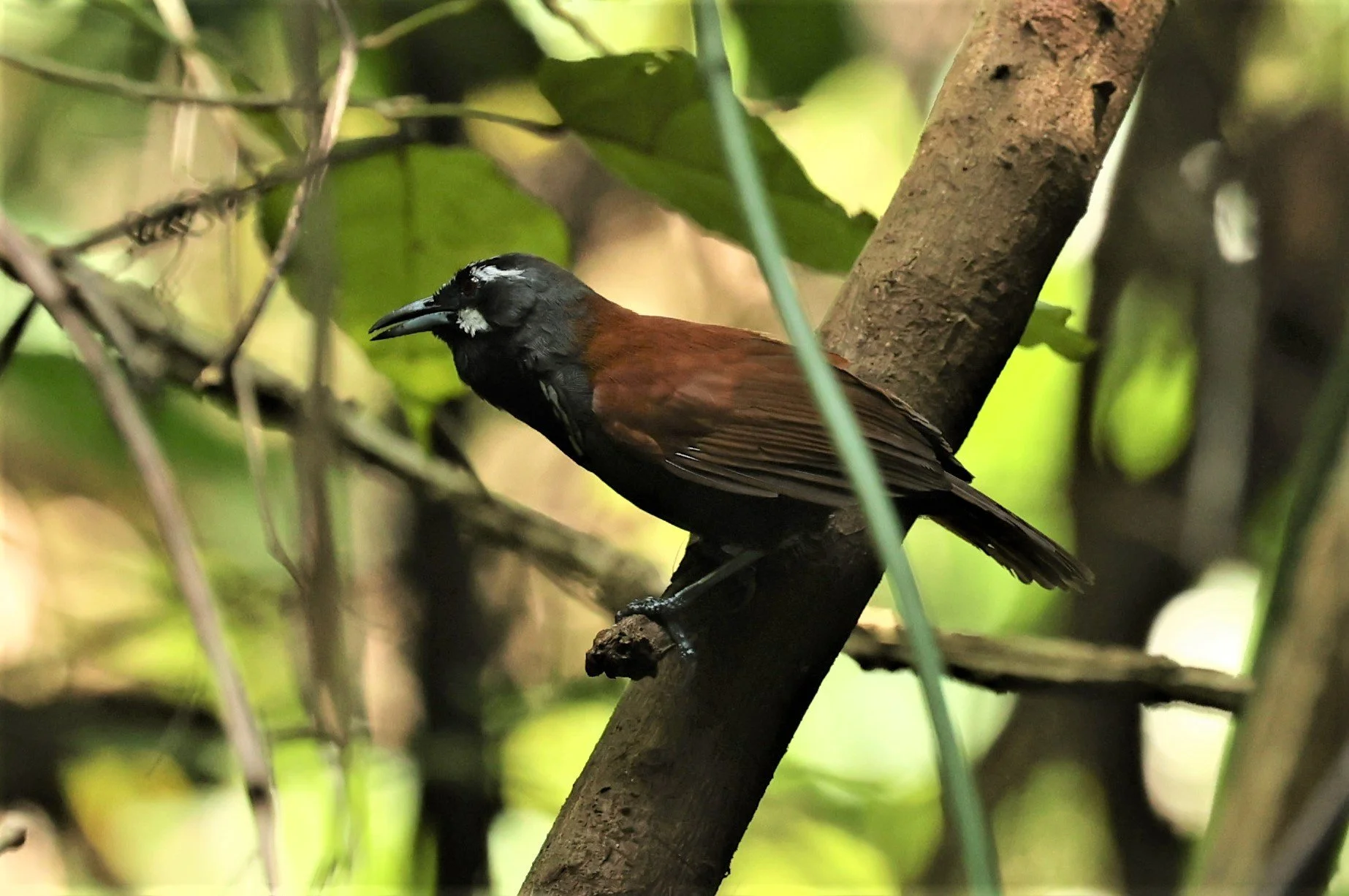 BABBLER- BLACK-THROATED BABBLER - Stachyris nigricollis - KRUNG CHING, KHAO LUANG NP NST, APRIL 2022 (49).jpg