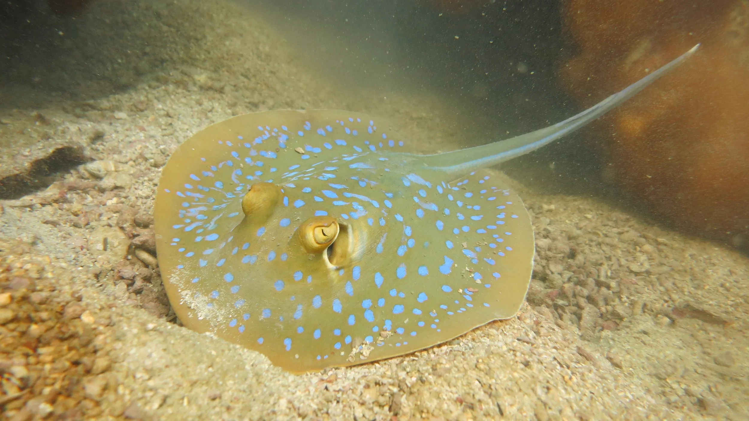 2016 BPS Satthahip Dive Trip with Marine Conservation Club (79).JPG