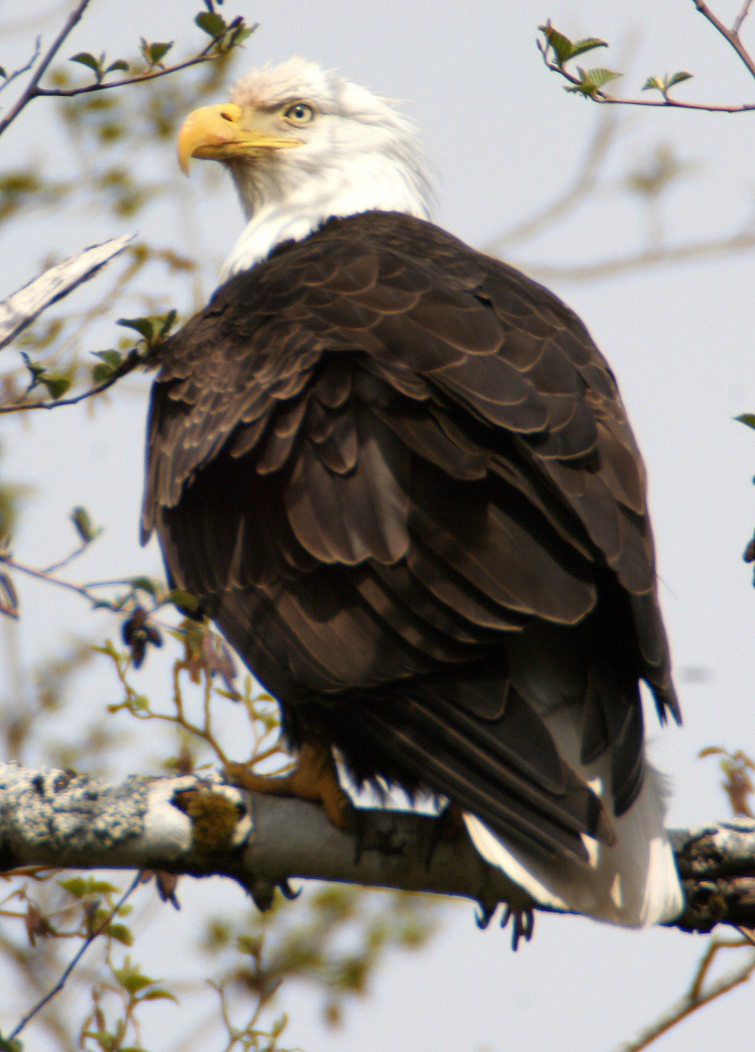 BIRD - EAGLE - BALD EAGLE - OP (11).jpg