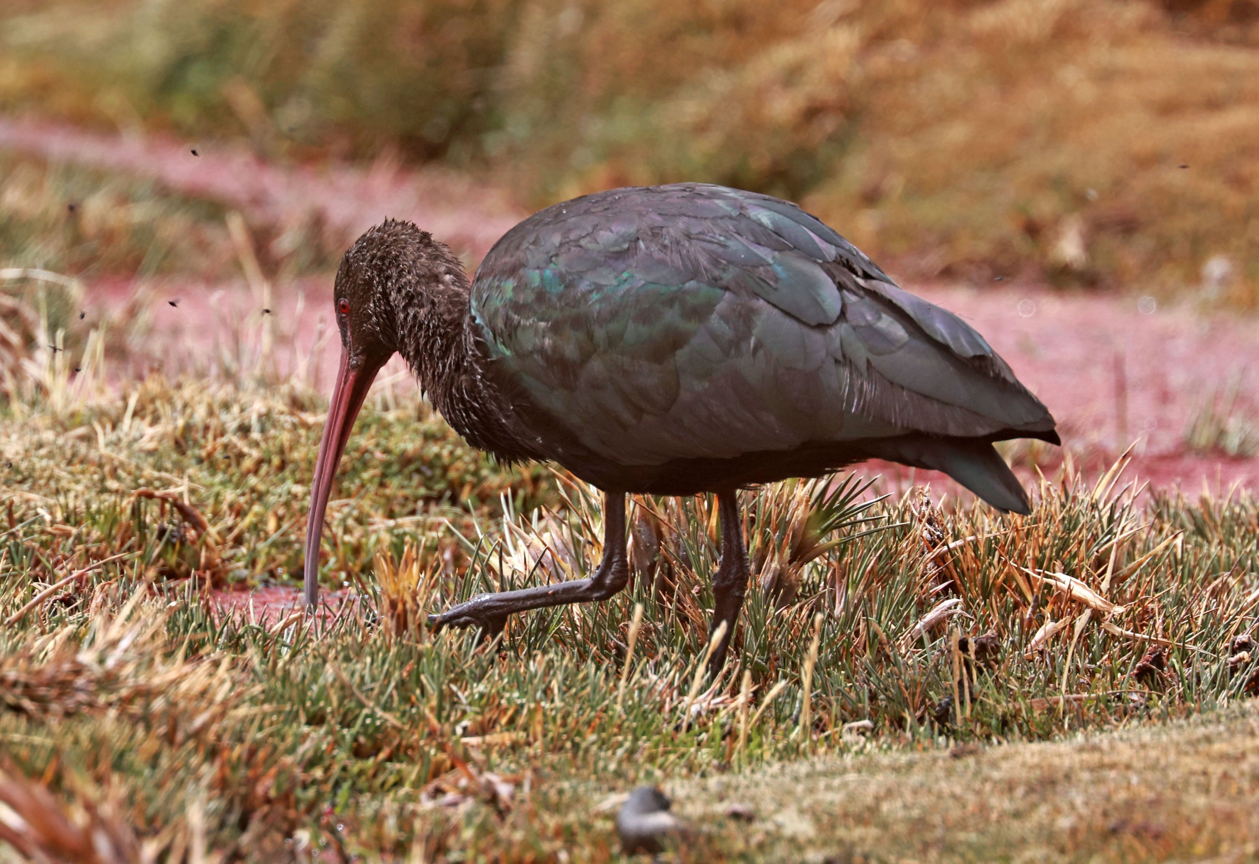 Ibis - Puna Ibis - Plegadis ridgwayi - Lauca National Park, Chile (12).jpg