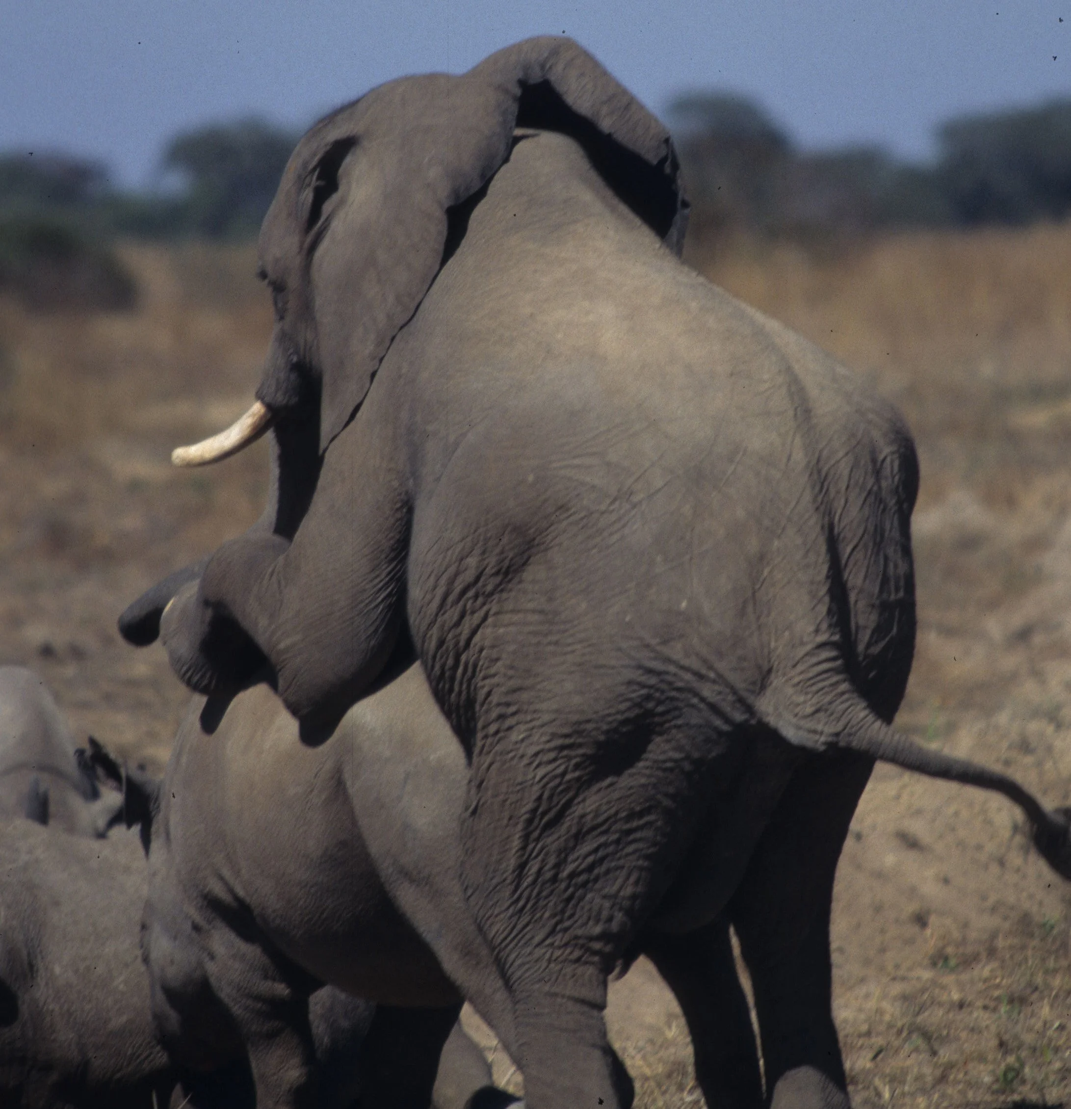 ELEPHANT - ZIMBABWE F.jpg