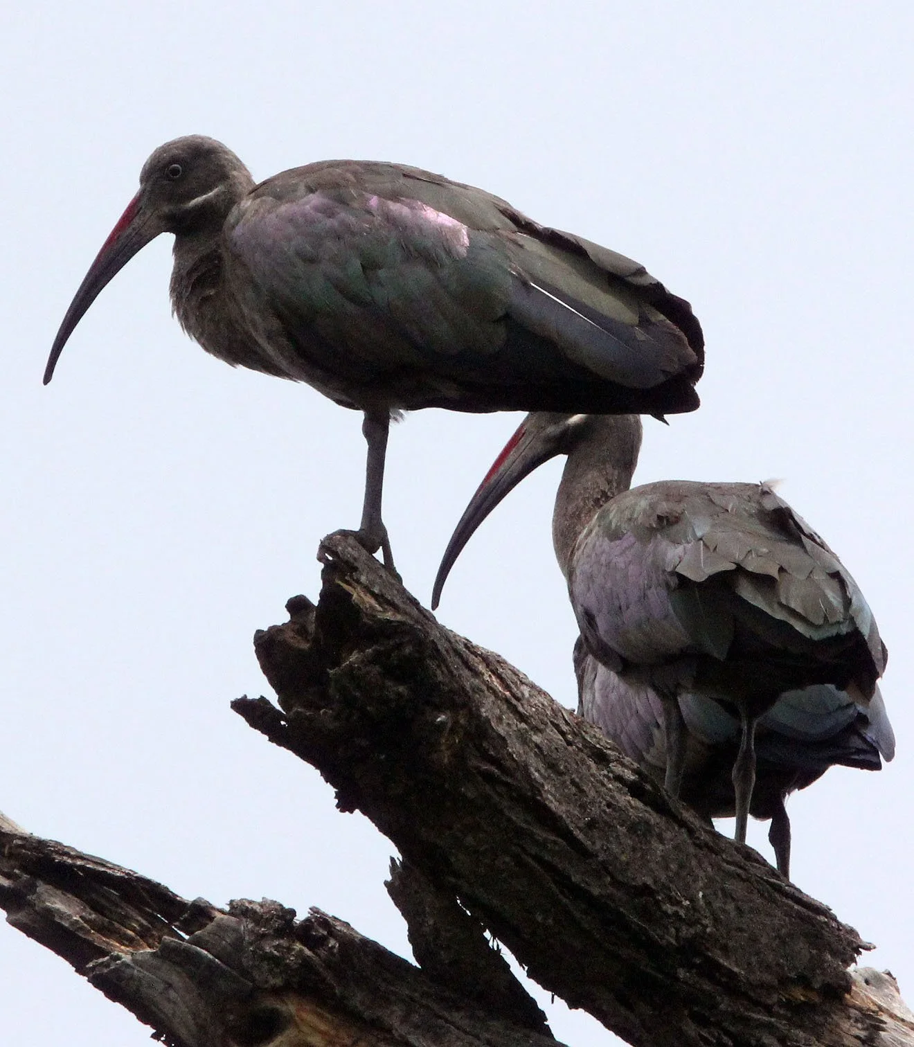 IBIS - HADADA IBIS - Bostrychia hagedash - AWASH NATIONAL PARK ETHIOPIA (7).JPG