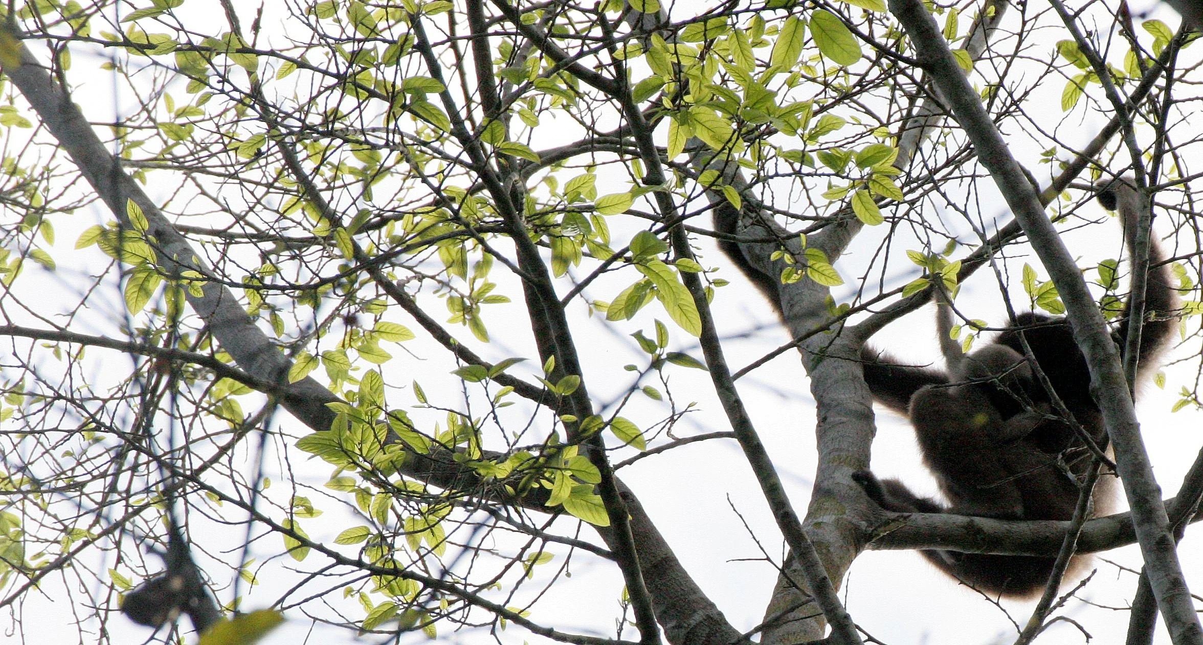 HYLOBATIDAE - Hylobates muelleri - MUELLER'S (GRAY) GIBBON - TABIN WILDLIFE RESERVE  (51).JPG