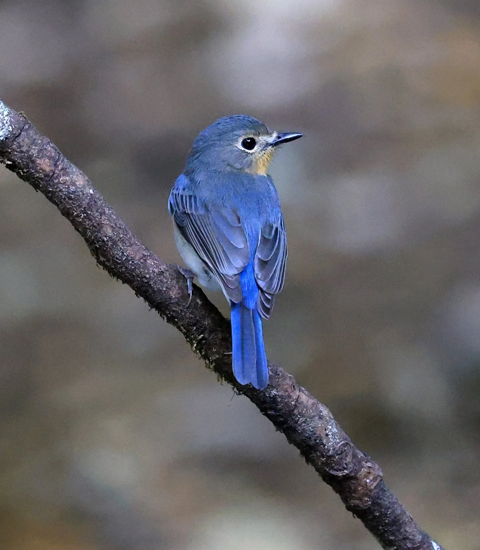 Indochinese Blue Flycatcher (Cyornis sumatrensis) Kaeng Krachan National Park ESS Expedition 2026 (32).jpg