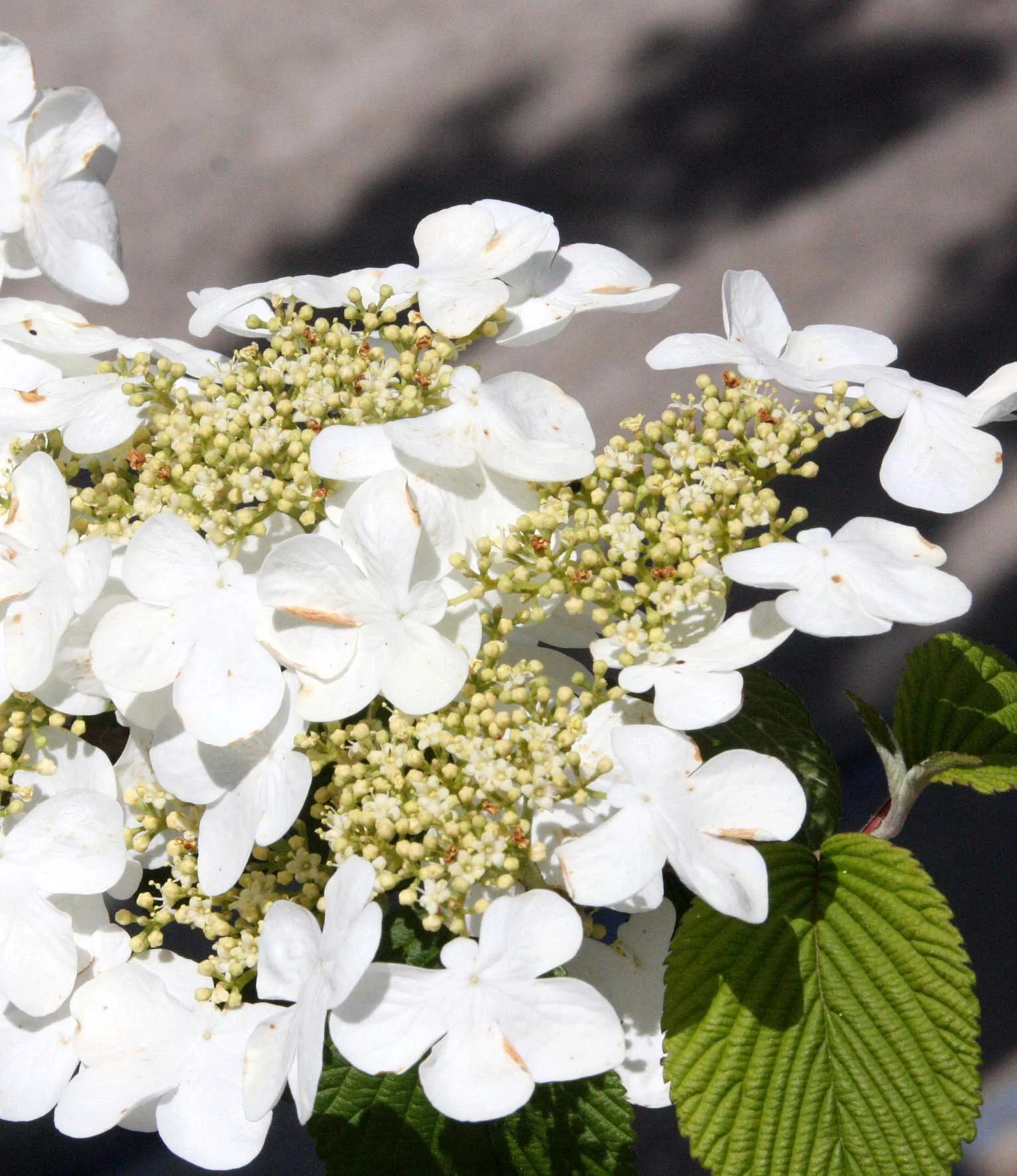 2010-4-10 SACRAMENTO CALIFORNIA - LIEN'S TEMPLE & COSUMNES MEMORIAL (3).JPG