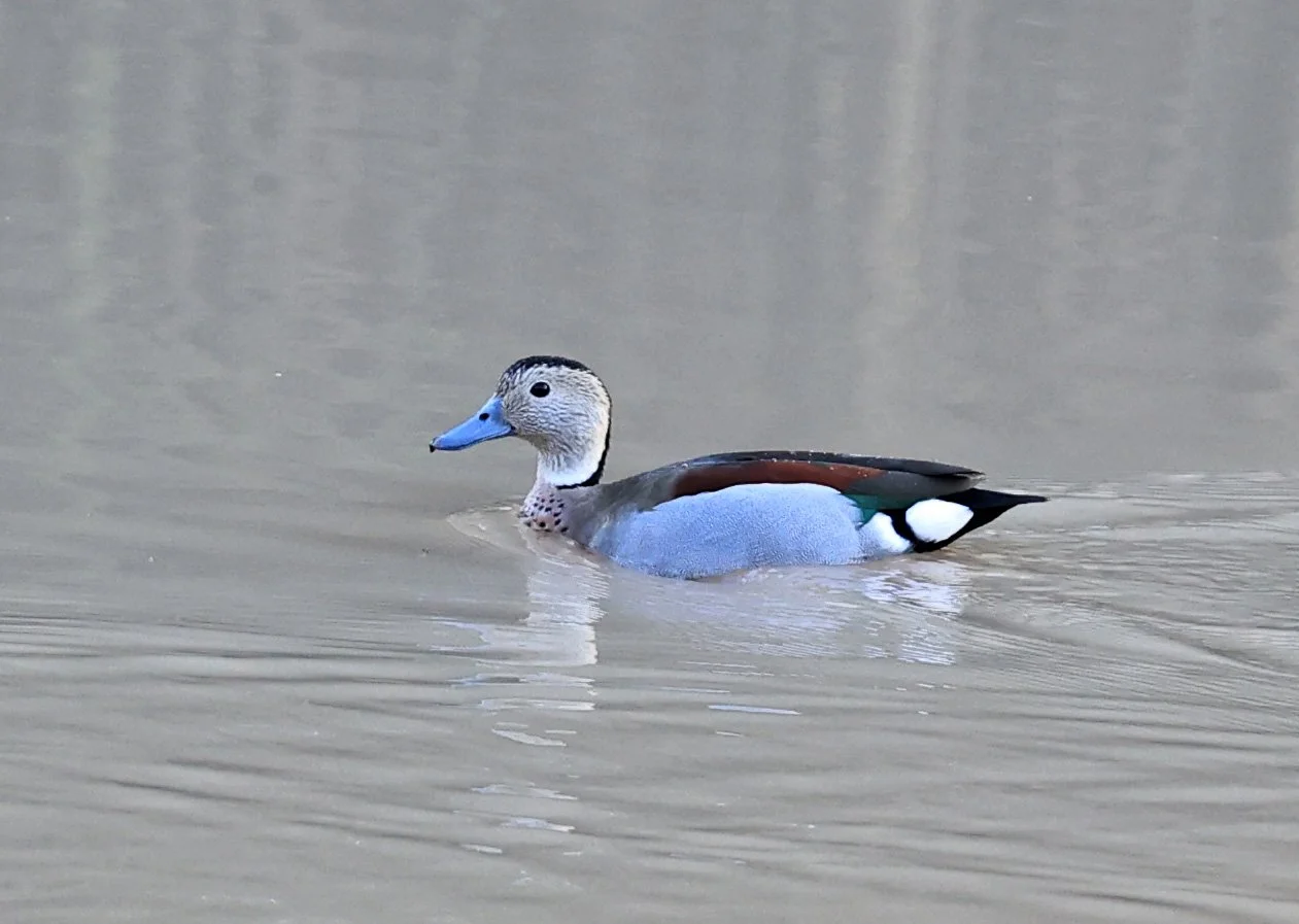 Ringed Teal (Callonetta leucophrys) Hotel Iparoma Campestre Paraguay (10).jpg