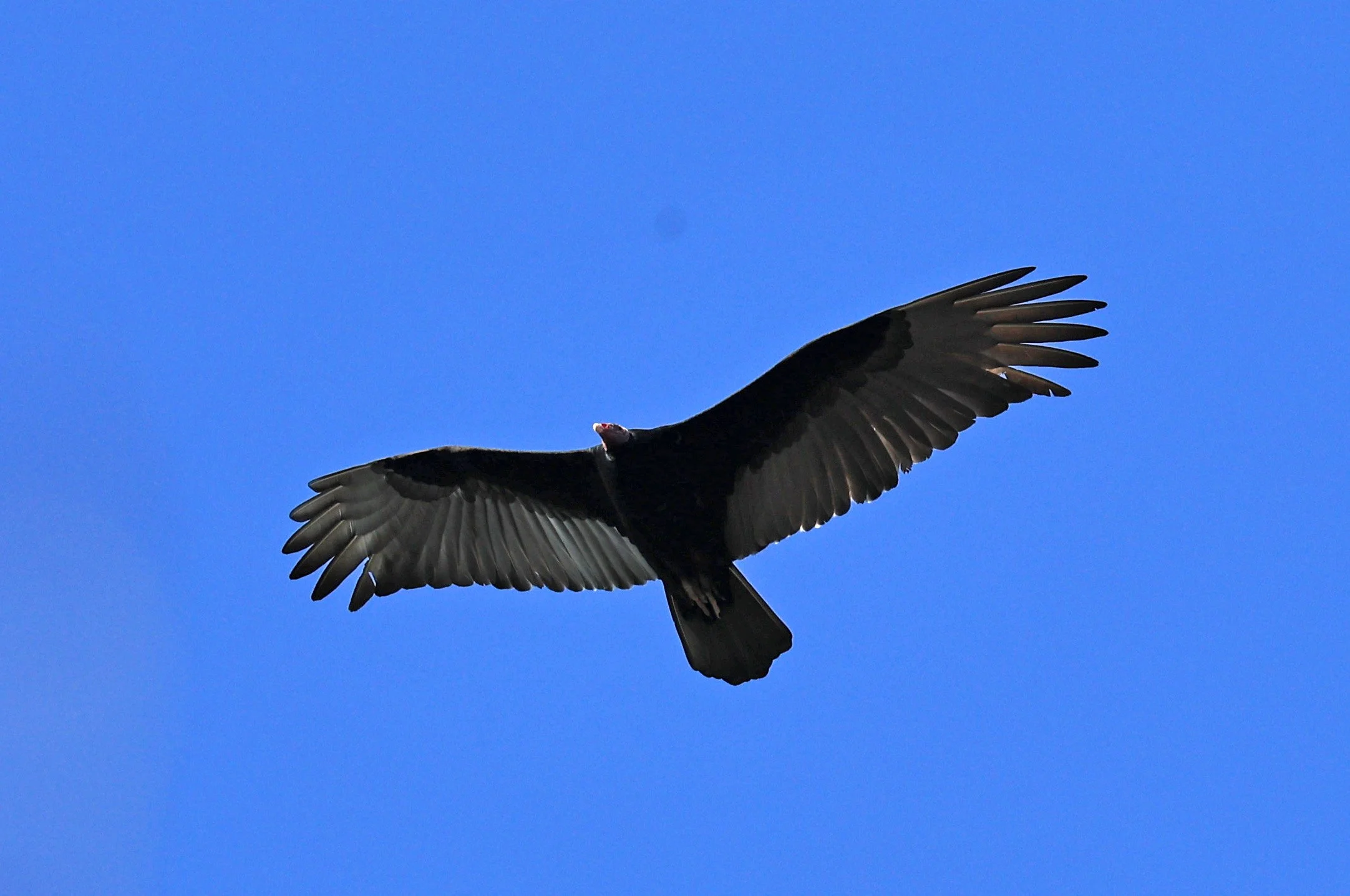 Turkey Vulture (Cathartes aura) Agua Dulce Paraguay (4).jpg