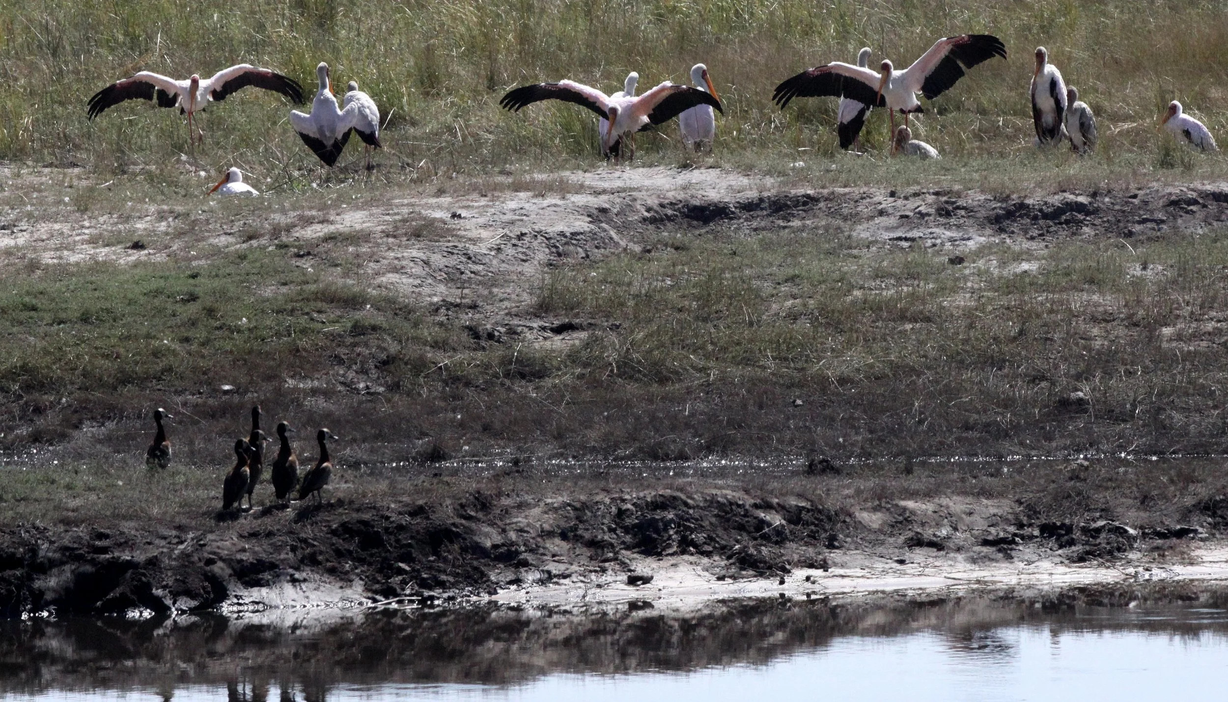 STORK - YELLOW-BILLED STORK - Mycteria ibis - CHOBE NATIONAL PARK BOTSWANA (10).JPG
