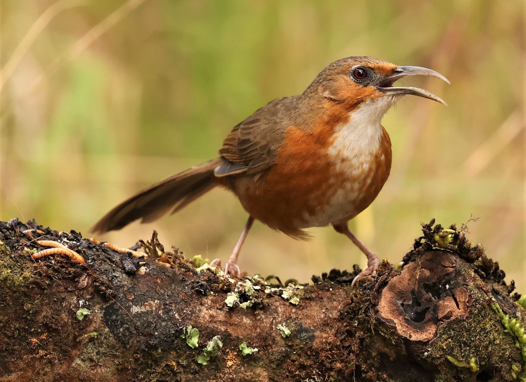 SCIMITAR BABBLER - RUSTY-CHEEKED SCIMITAR BABBLER - Erythrogenys erythrogenys - DOI LANG WEST, DOI PHA HOM POK NP, CHIANG MAI DEC 2021 (26).jpg