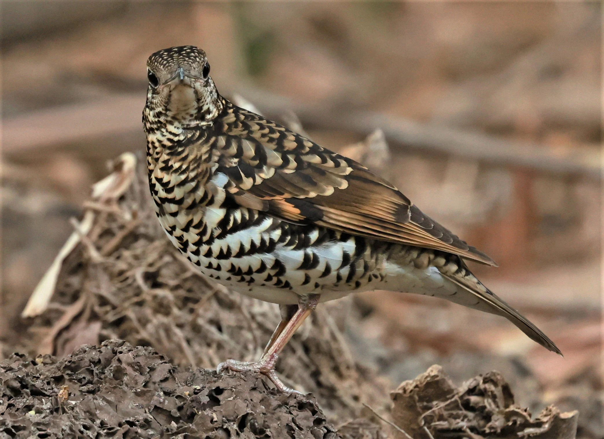 White's Thrush (Zoothera aurea) Putthamonthon Park Nakhon Pathom Thailand (114).jpg
