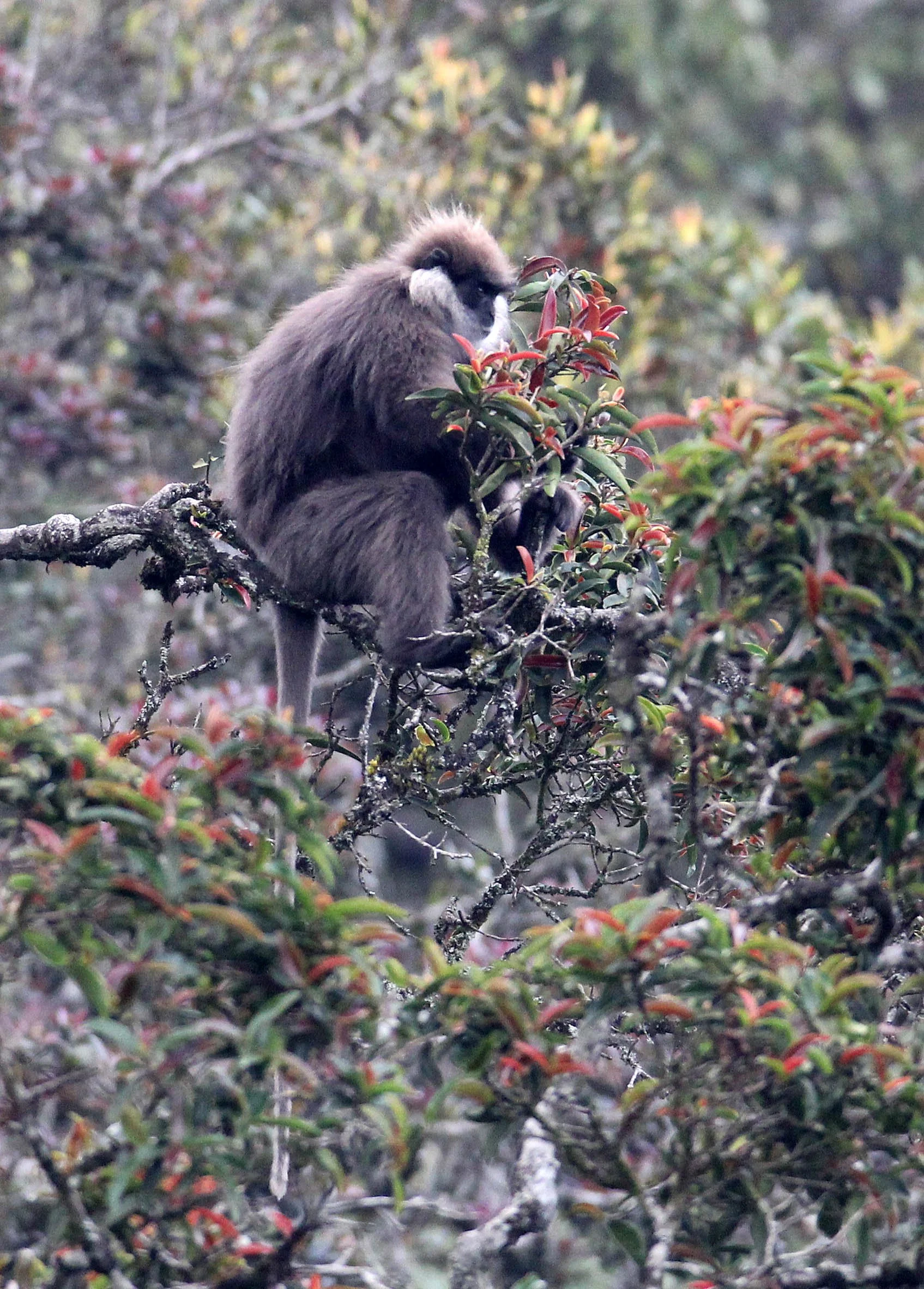 CERCOPITHECIDAE - Semnopithecus vetulus monticola - BEAR OR MONTANE PURPLE-FACED LEAF MONKEY - NUWARA ELIYA, HORTON PLAINS SRI LANKA (7).JPG