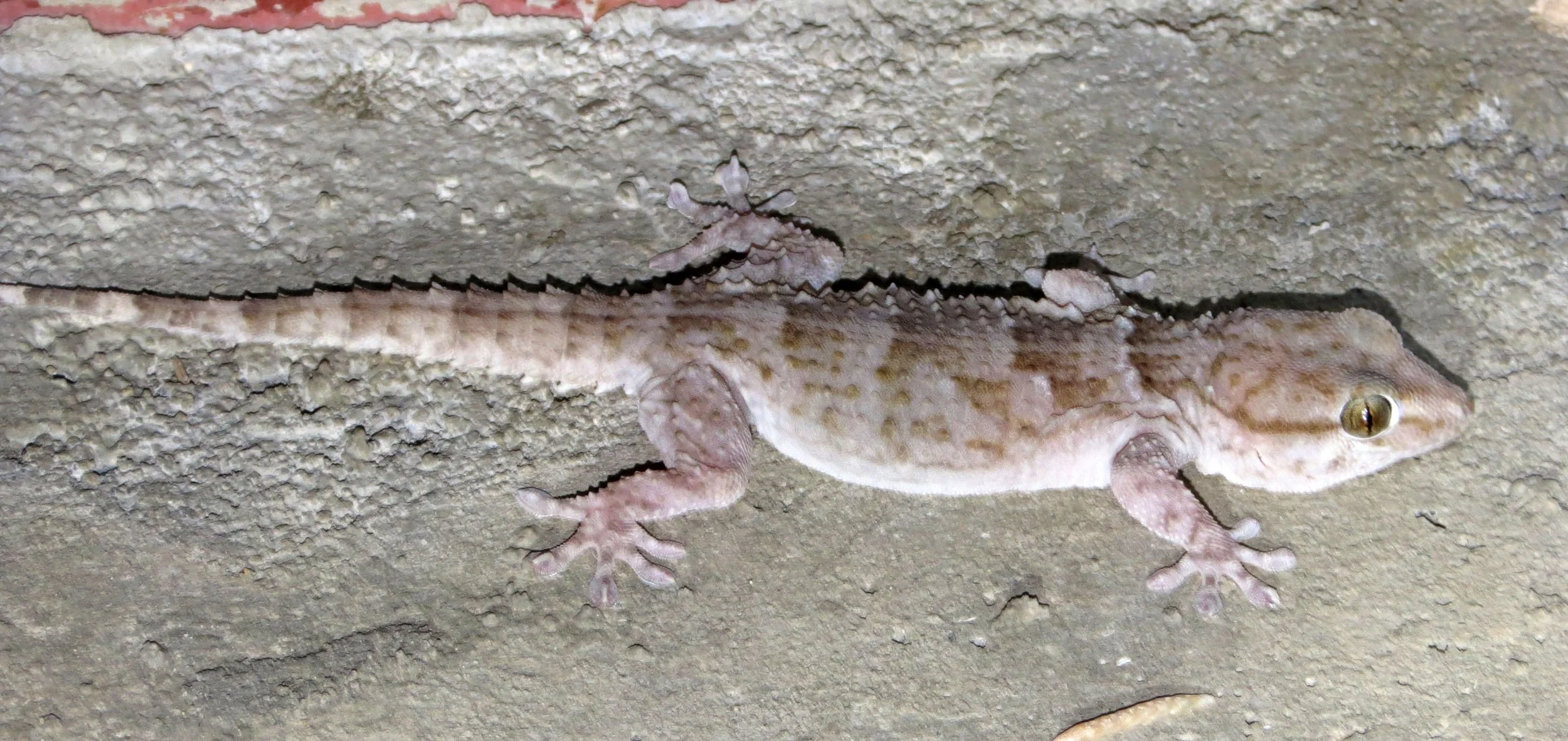 Tarentola annularis - WHITE SPOTTED (AWASH) GECKO - AWASH NATIONAL PARK ETHIOPIA  (7).JPG
