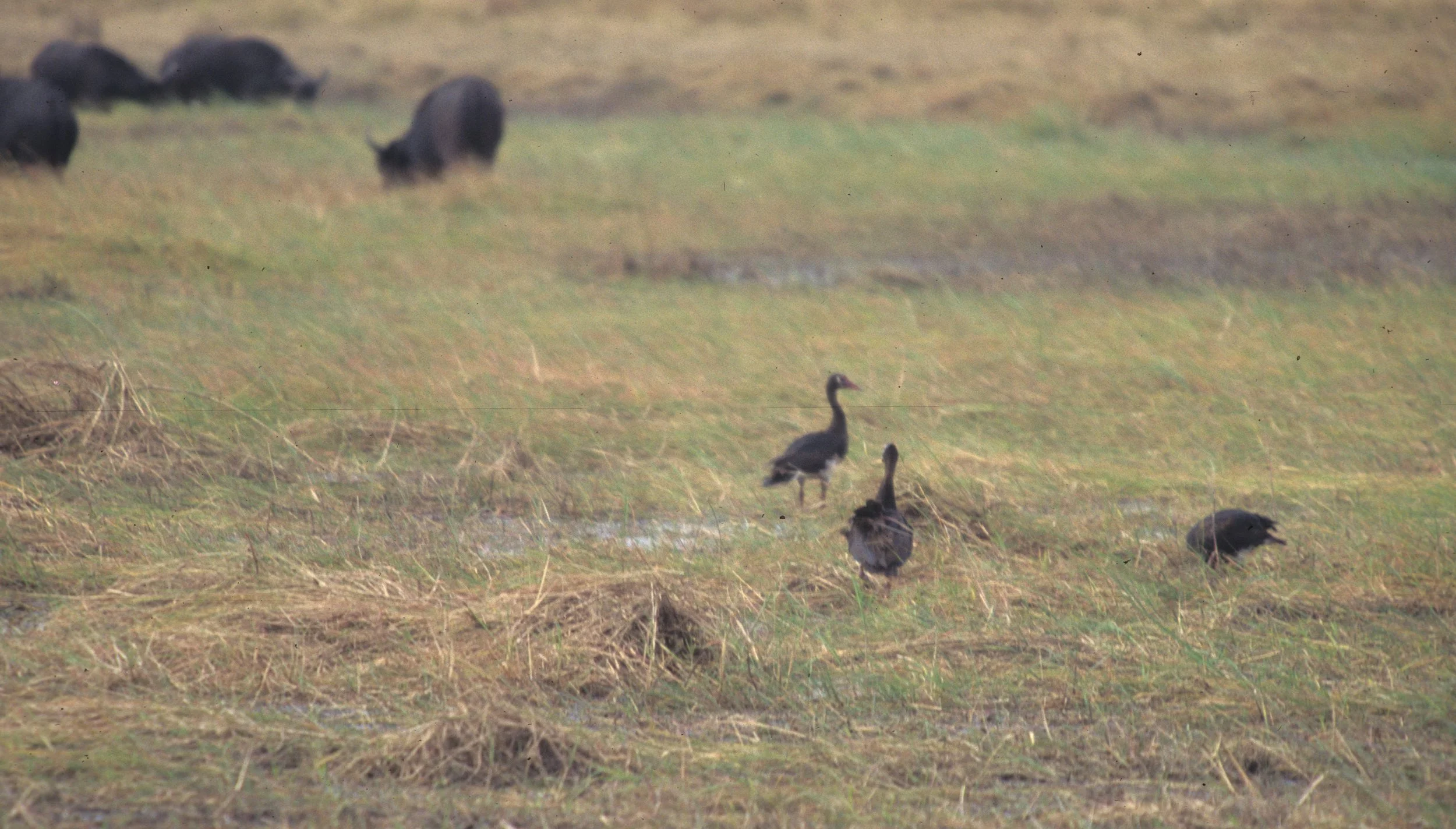 GOOSE - SPUR-WINGED GOOSE - Plectropterus gambensis - CHOBE NATIONAL PARK BOTSWANA (1).jpg