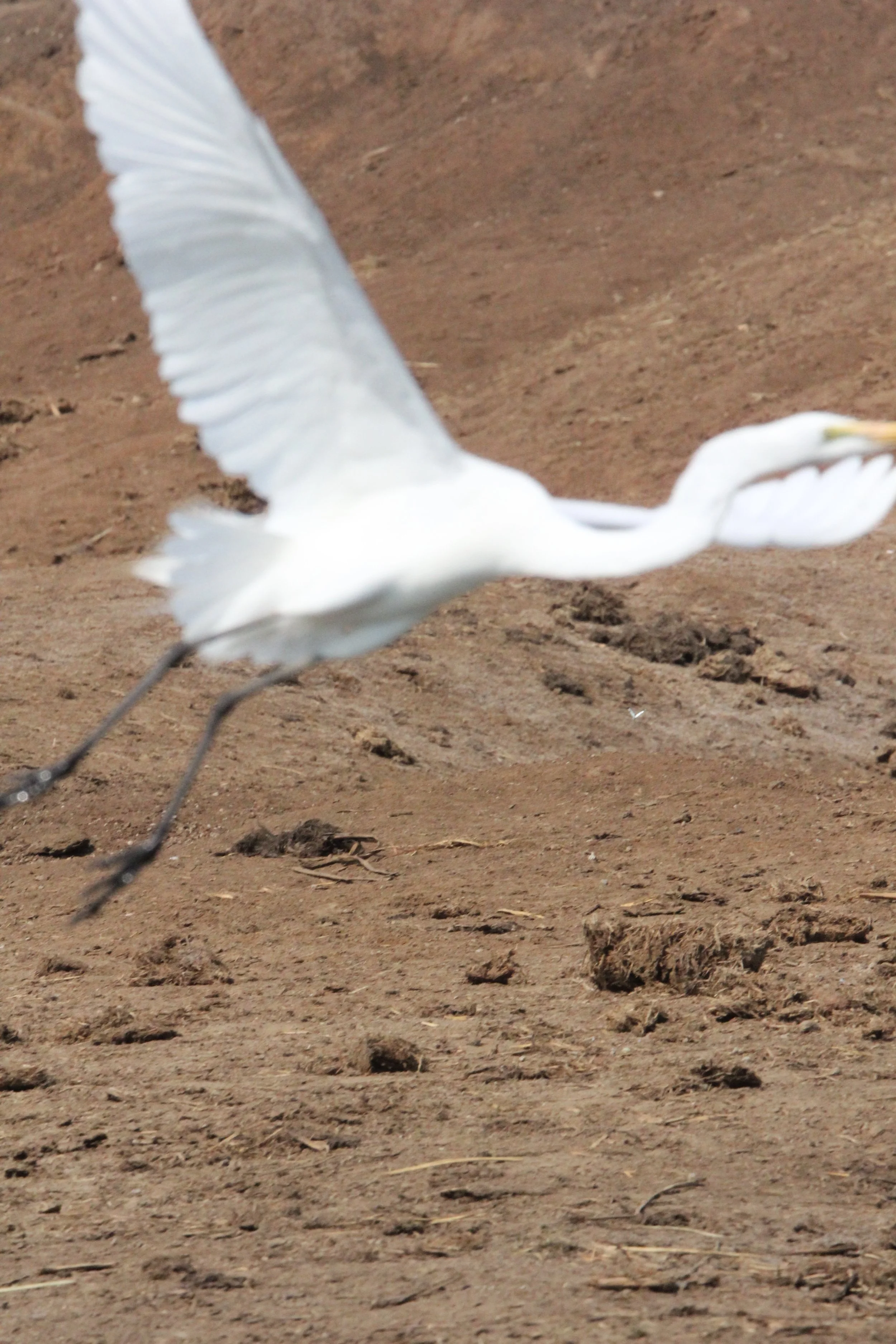 EGRET - AFRICAN GREAT EGRET - Ardea alba melanorhynchos - QUEEN ELIZABETH NATIONAL PARK UGANDA (4).JPG