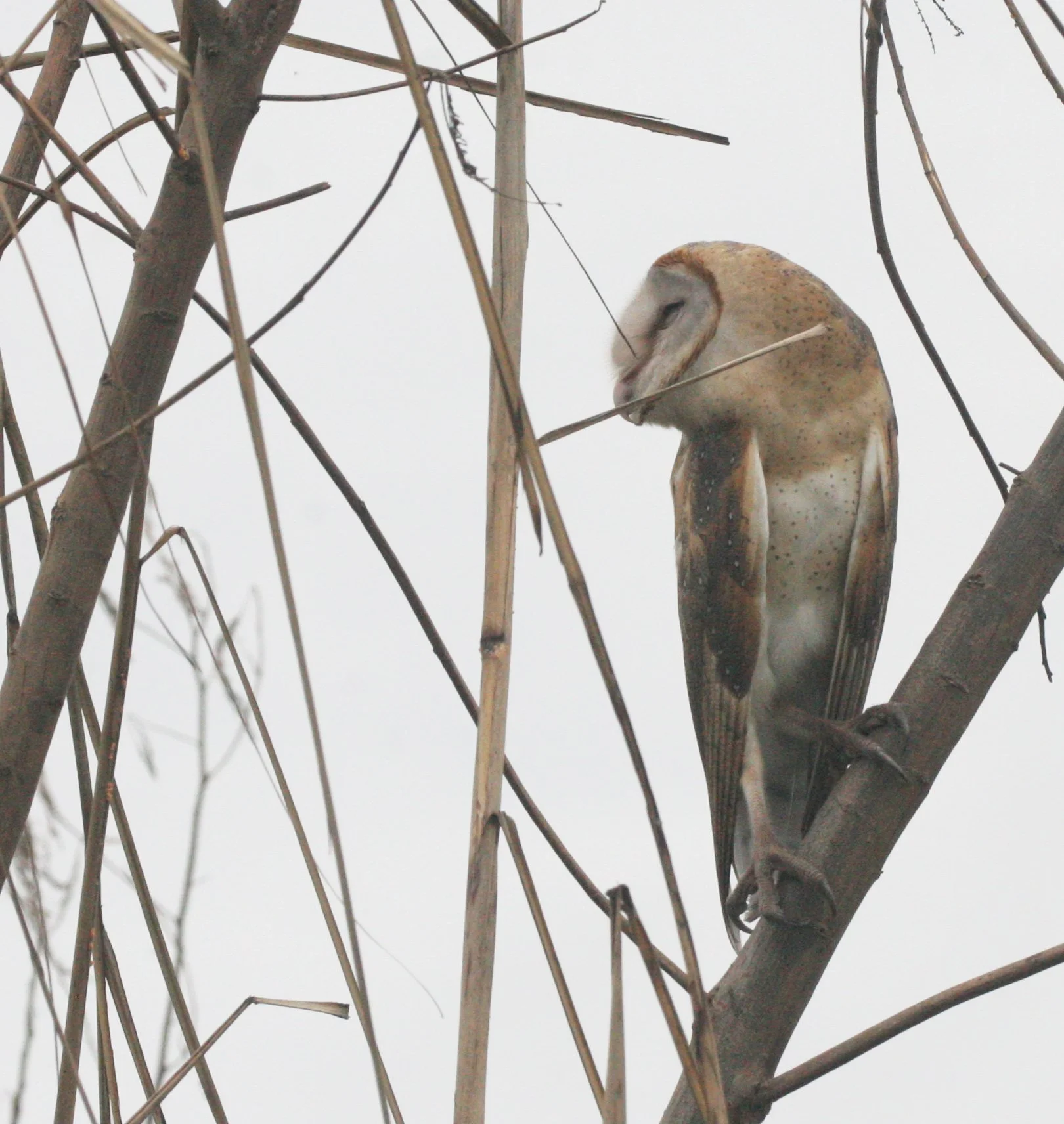 Tyto alba - BARN OWL - BUENG BORAPHET THAILAND (24).JPG