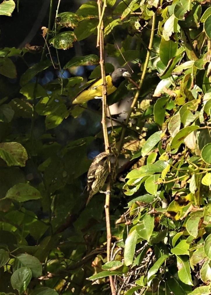 Spot-winged Grosbeak (Mycerobas melanozanthos) Fang Hotsprings Chiang Mai Thailand (18).jpg