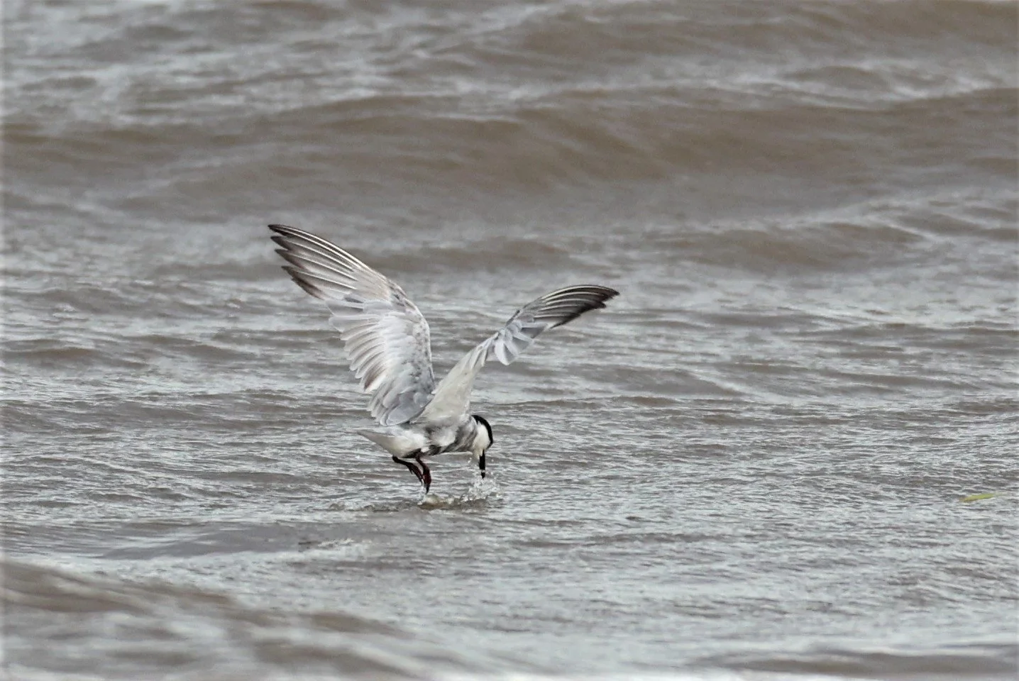 TERN - WHISKERED TERN - Chlidonias hybridus -BANG PU MANGROVE FOREST RESERVE SEP 21 21 (6).jpg