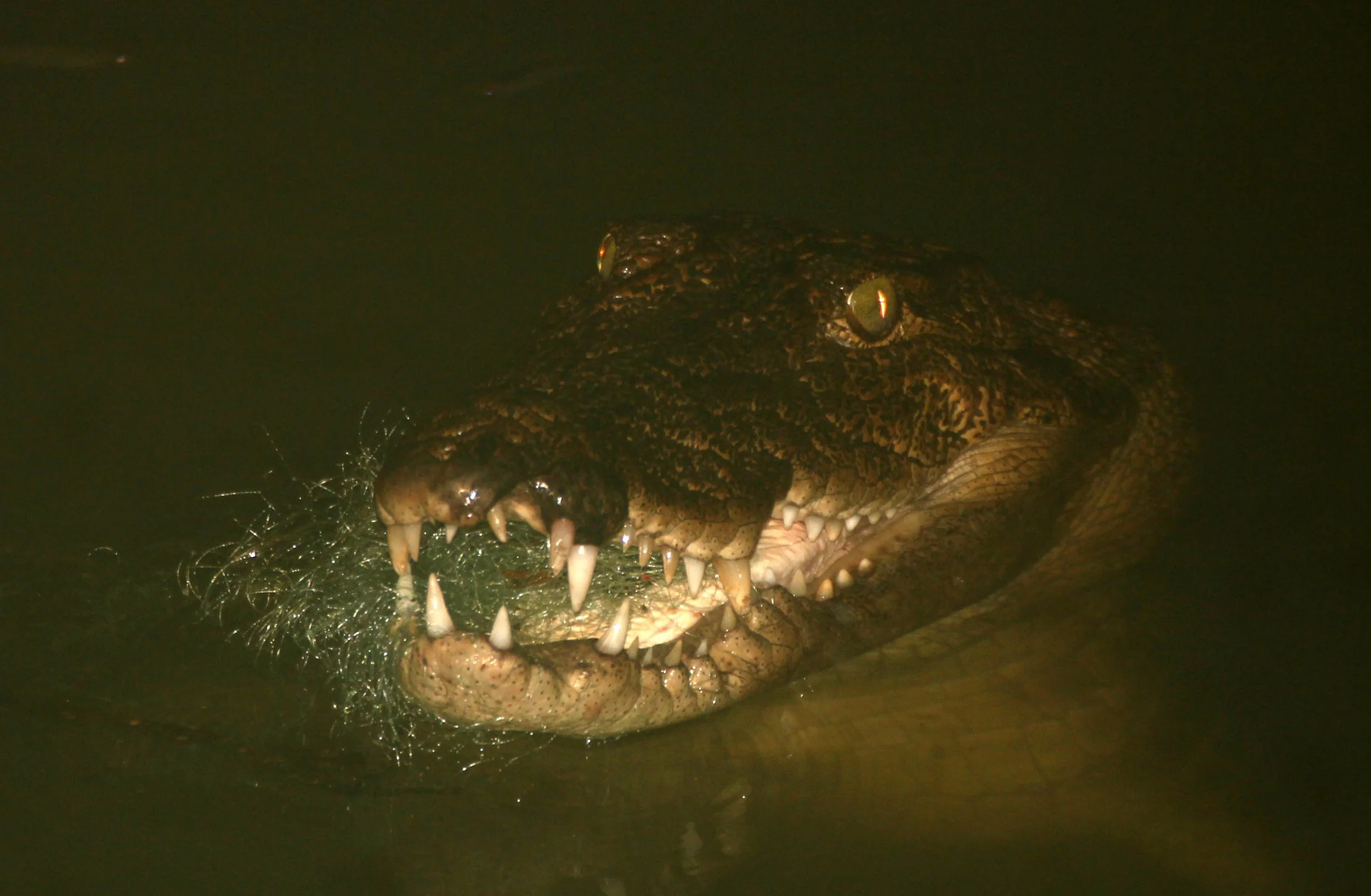 Crocodylus palustris - MARSH OR MUGGER CROCODILE - SIGIRIYA FOREST SRI LANKA (10).JPG