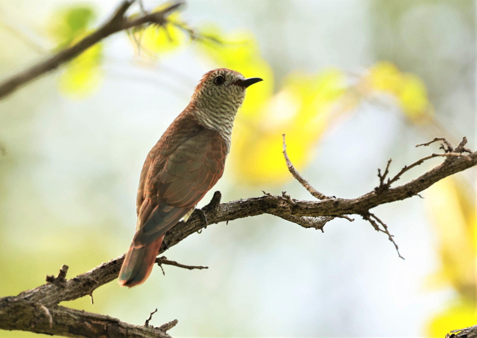 Violet Cuckoo (Chrysococcyx xanthorhynchus) Rama IX Park Bangkok (22).jpg