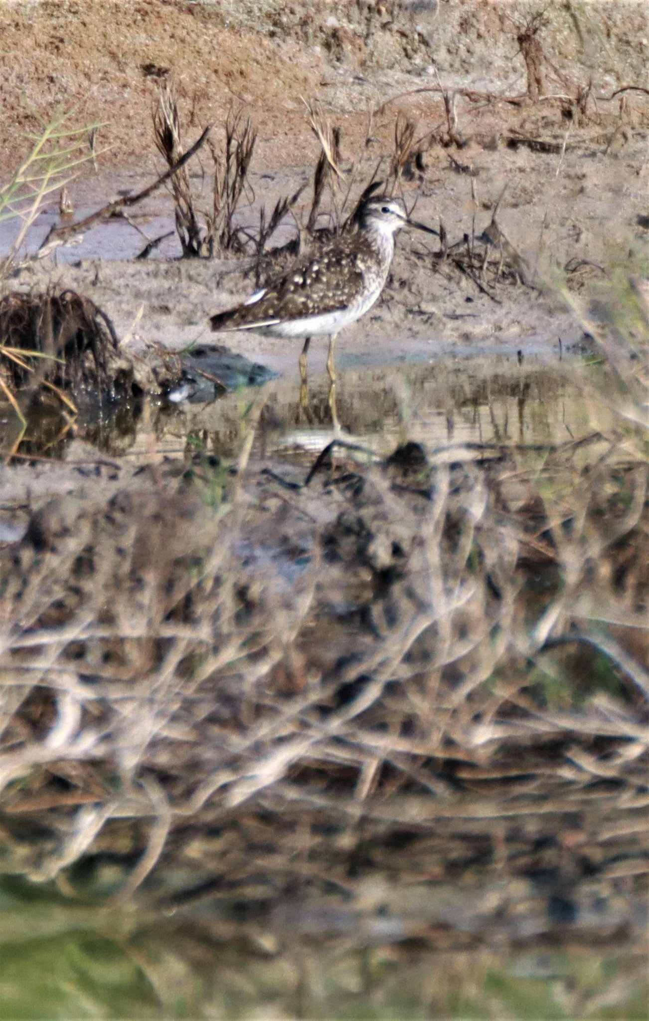 SANDPIPER - WOOD SANDPIPER - Tringa glareola - PRACHUAP KHIRI KHAN AREA (14).jpg