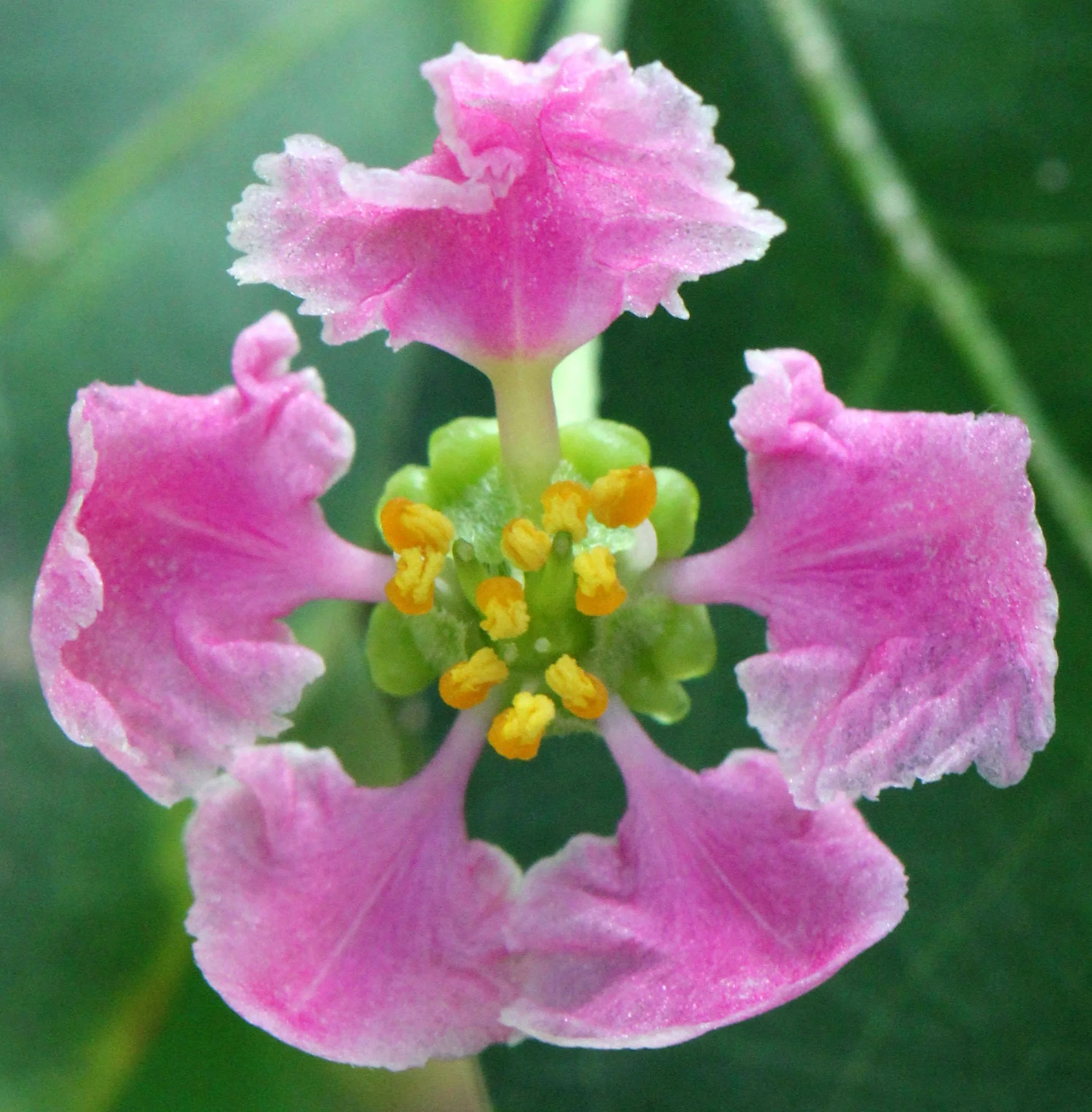 2013 Cha'am and Petchaburi with Family & Friends (63).JPG