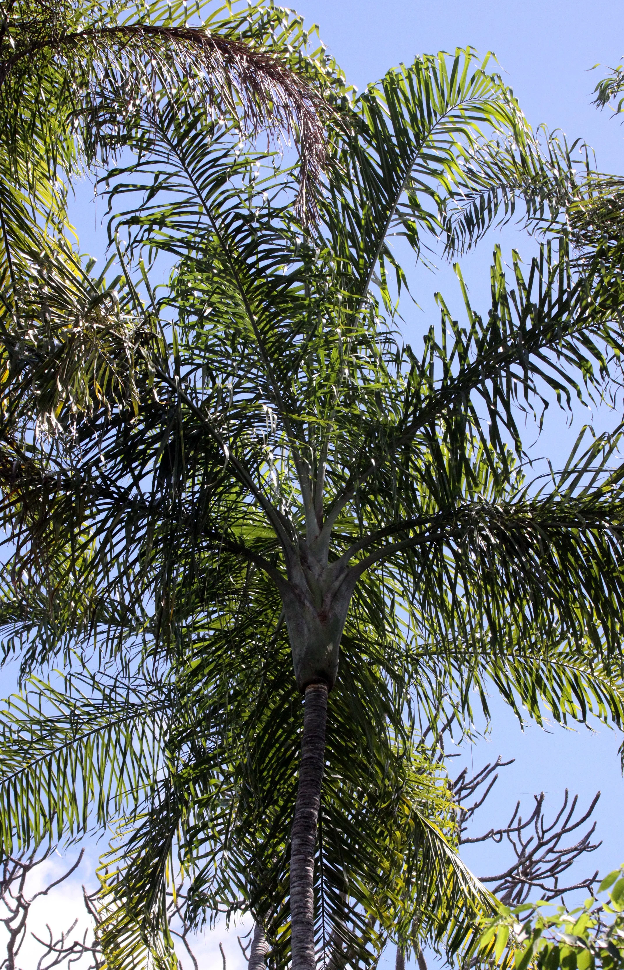 PLANT - PALM SPECIES - ANKARANA NATIONAL PARK MADAGASCAR (4).JPG