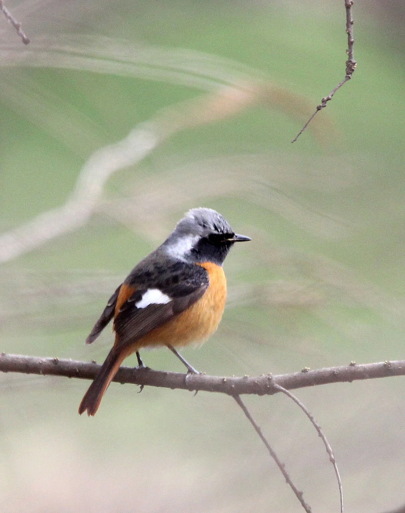 BIRD - REDSTART - DAURIAN REDSTART - BINJIANG FOREST PARK SHANGHAI (3).JPG