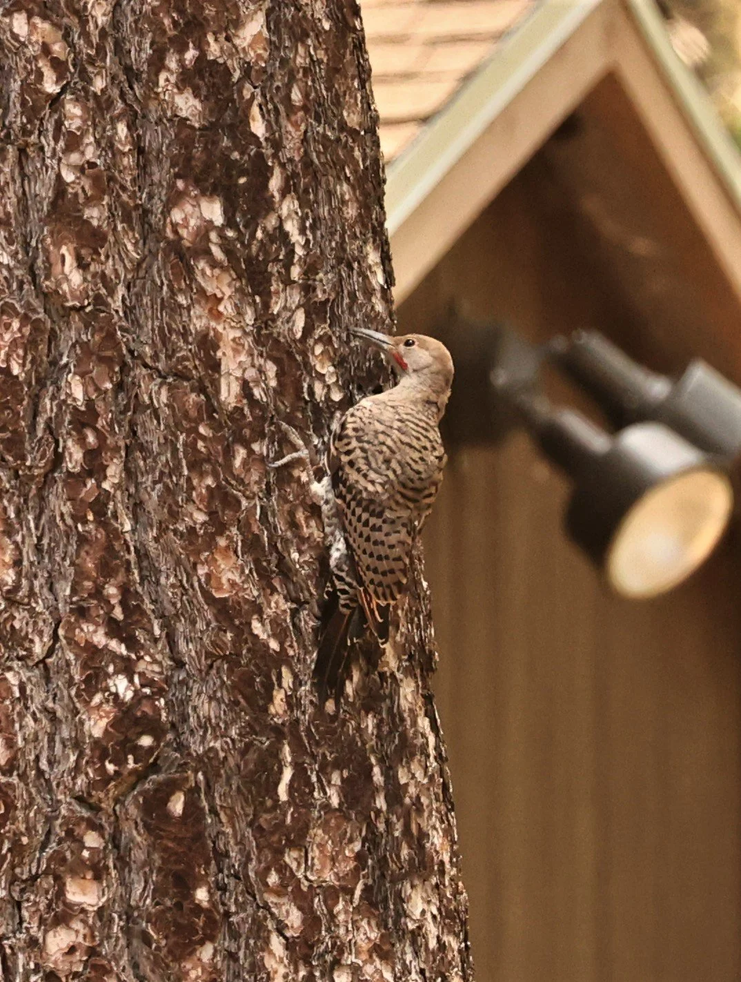 Colaptes auratus - NORTHERN FLICKER - IDYLLWILD NATURE CENTER SAN JACINTO MOUNTAINS CALIFORNIA PINE COVE  (1).jpg