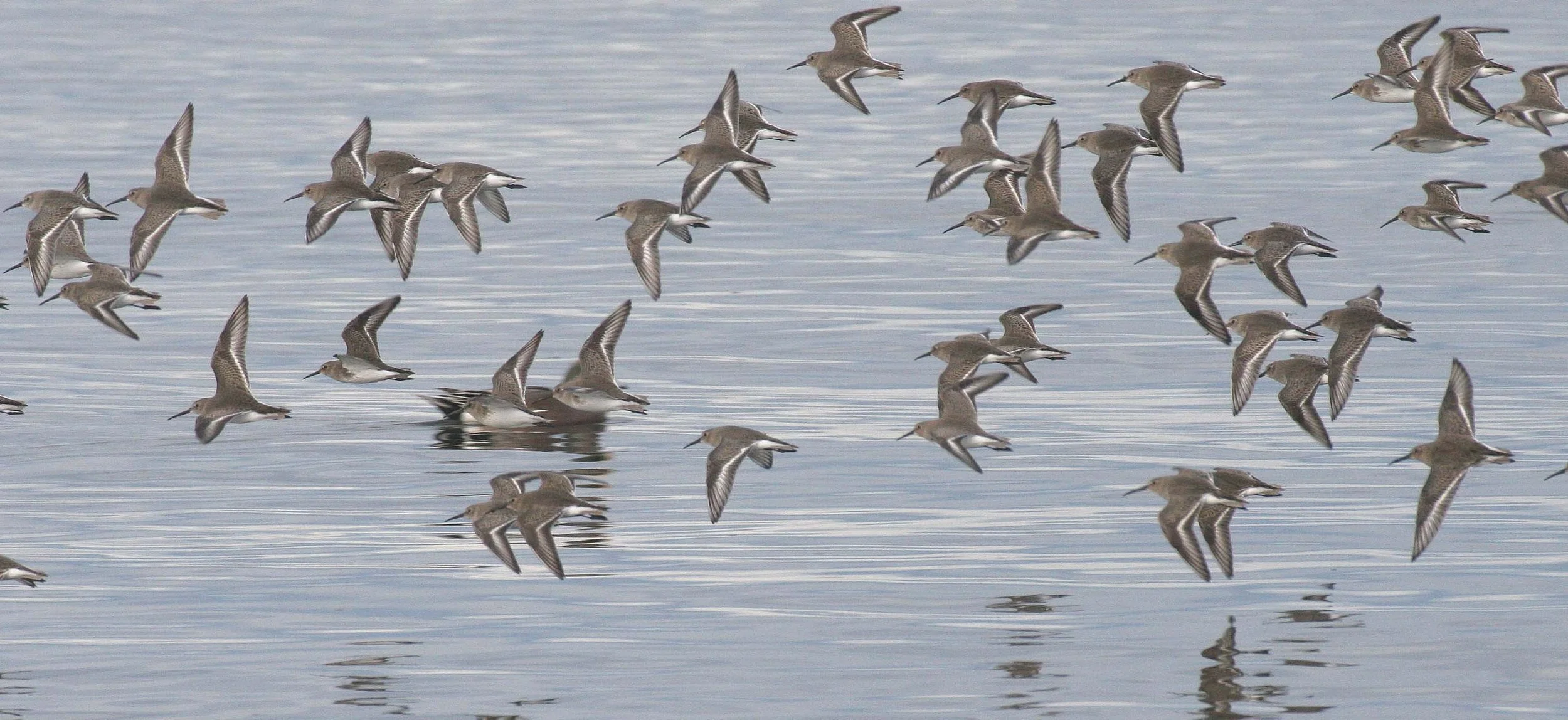 BIRD - DUNLINS - THREE CRABS.jpg