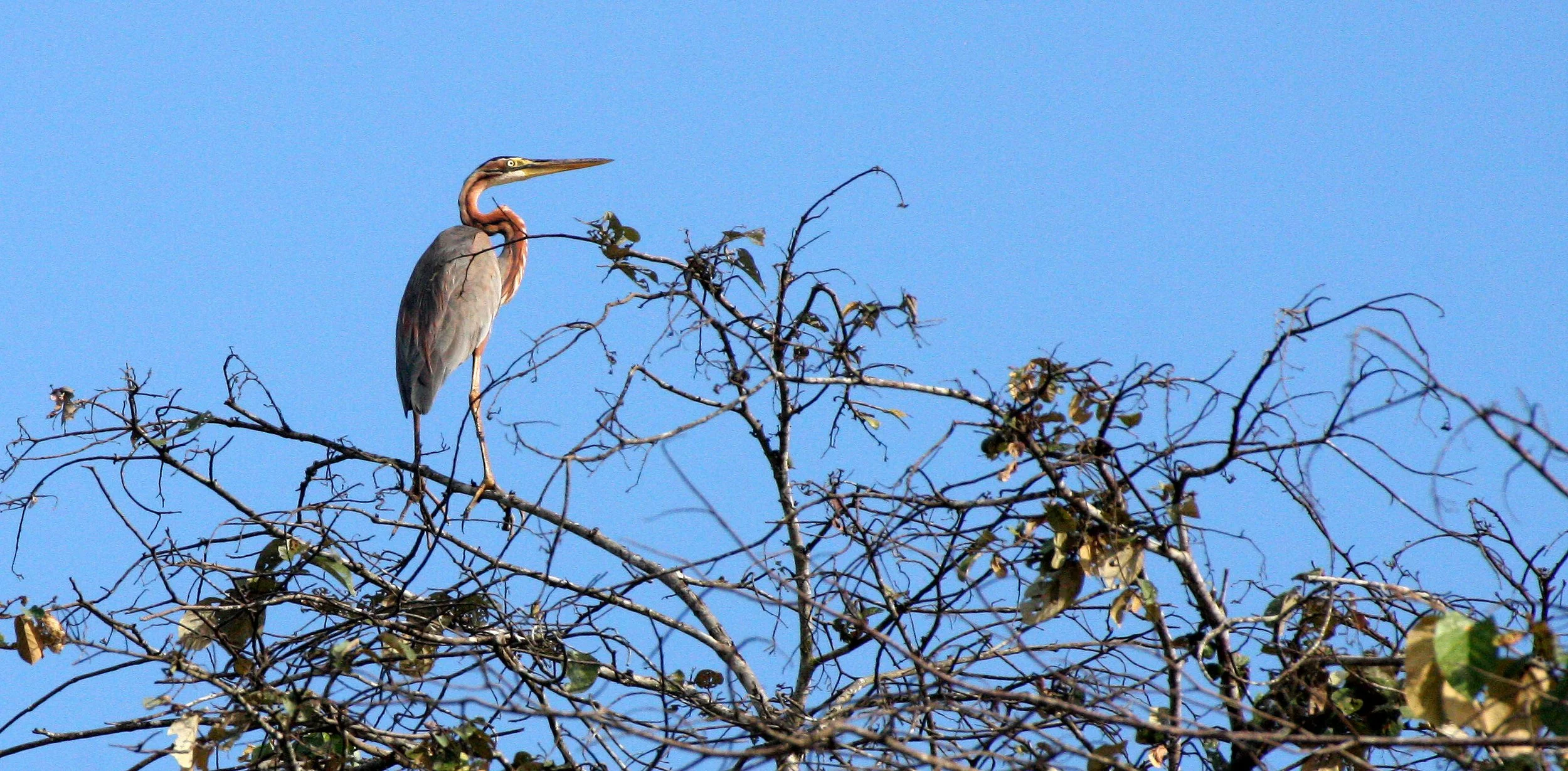 HERON - PURPLE HERON - Ardea purpurea - KINABATANGAN RIVER BORNEO  (29).JPG