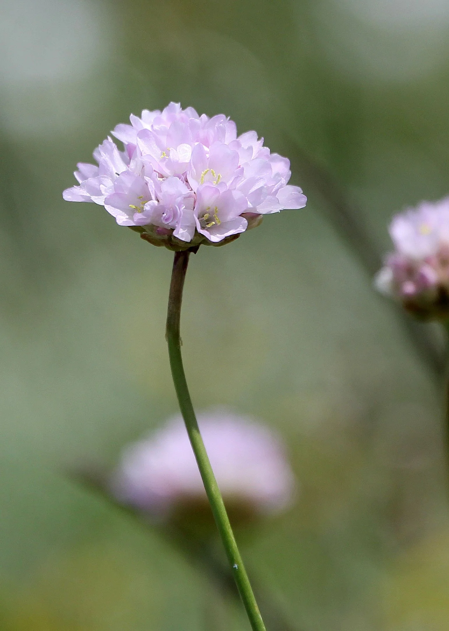 ABRUZZO NATIONAL PARK ITALY (102).JPG