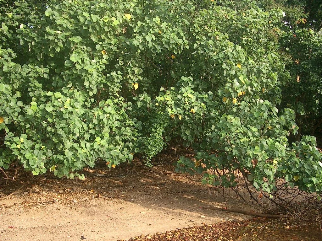 KOH LANTA - PROPERTY - 2004 (60).JPG