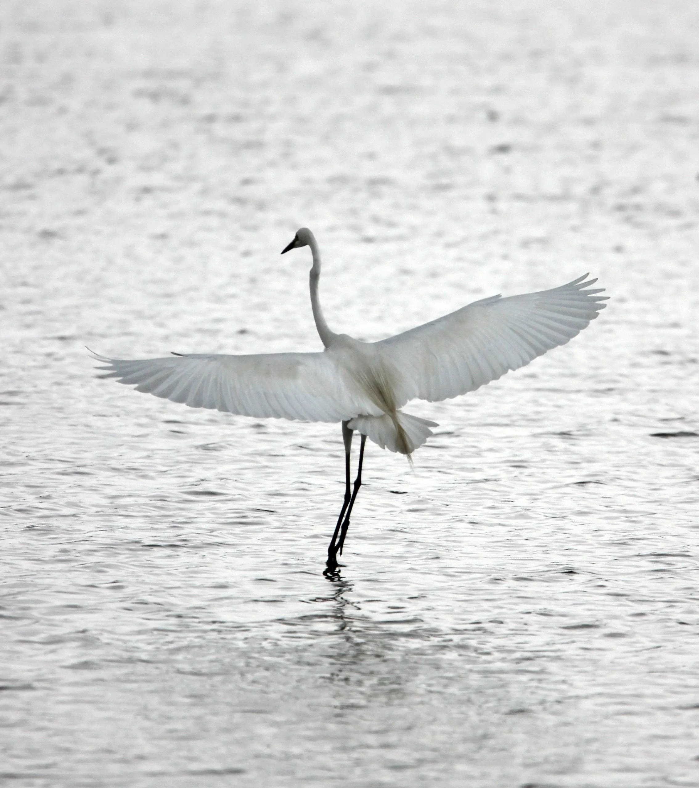 EGRET - EASTERN GREAT EGRET - Ardea (alba) modesta - MAI PO WETLANDS HONG KONG (43).JPG